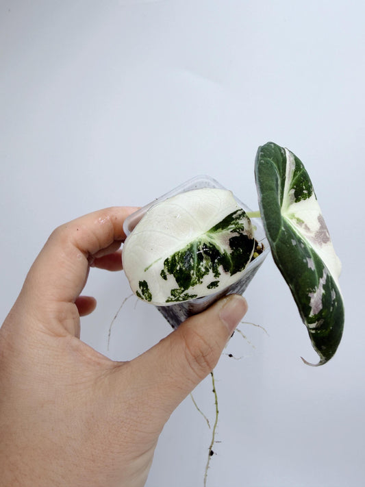 Alocasia Black Velvet Pink Variegated