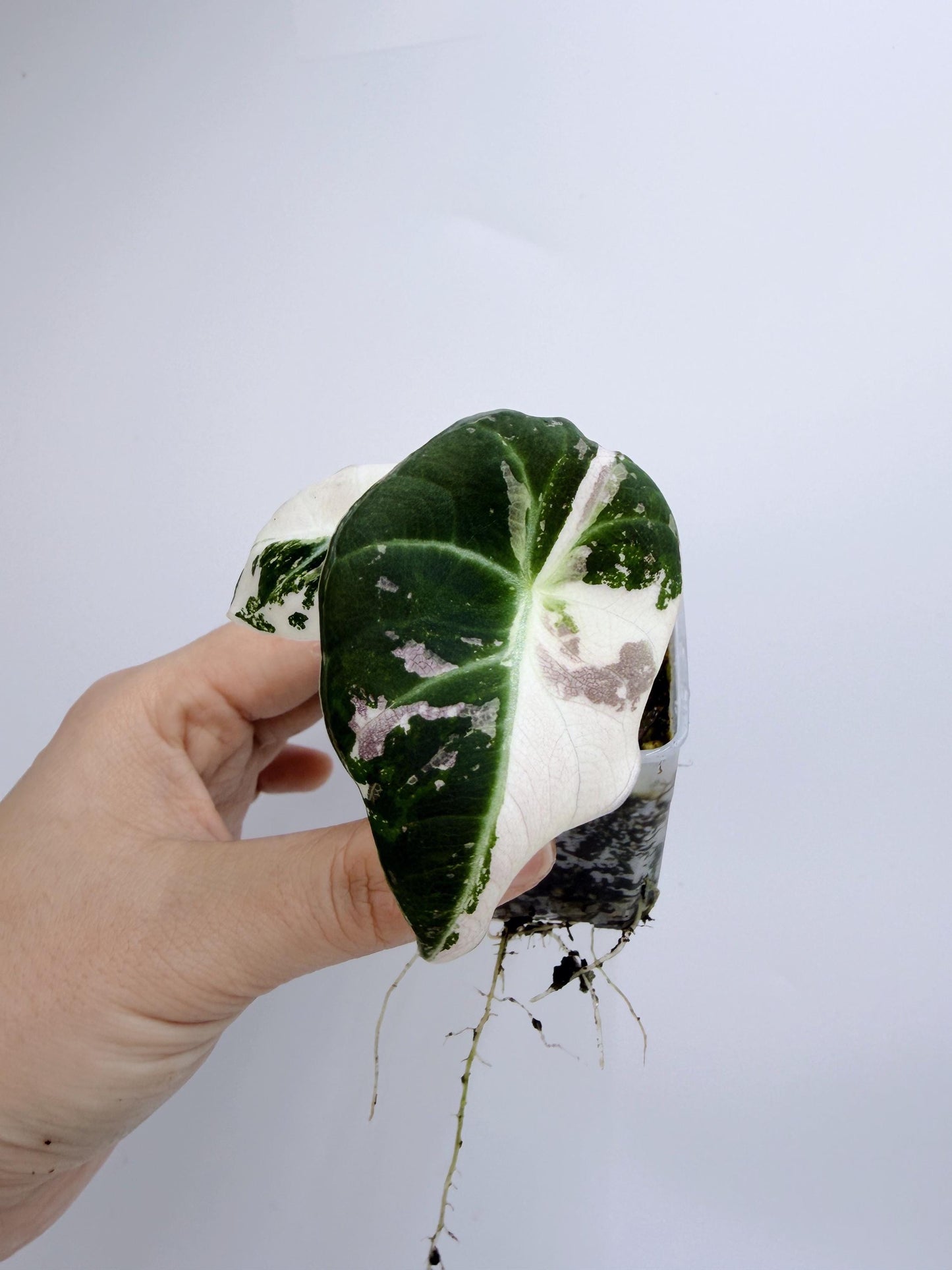 Alocasia Black Velvet Pink Variegated