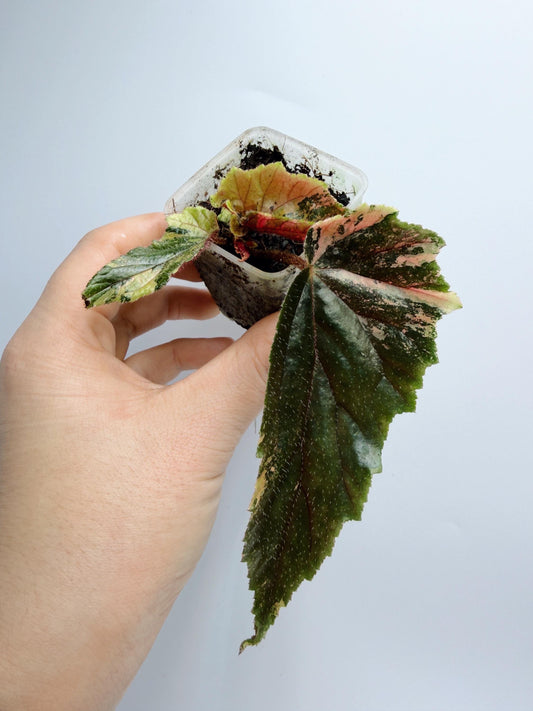 Begonia Ginny Galaxy Variegated