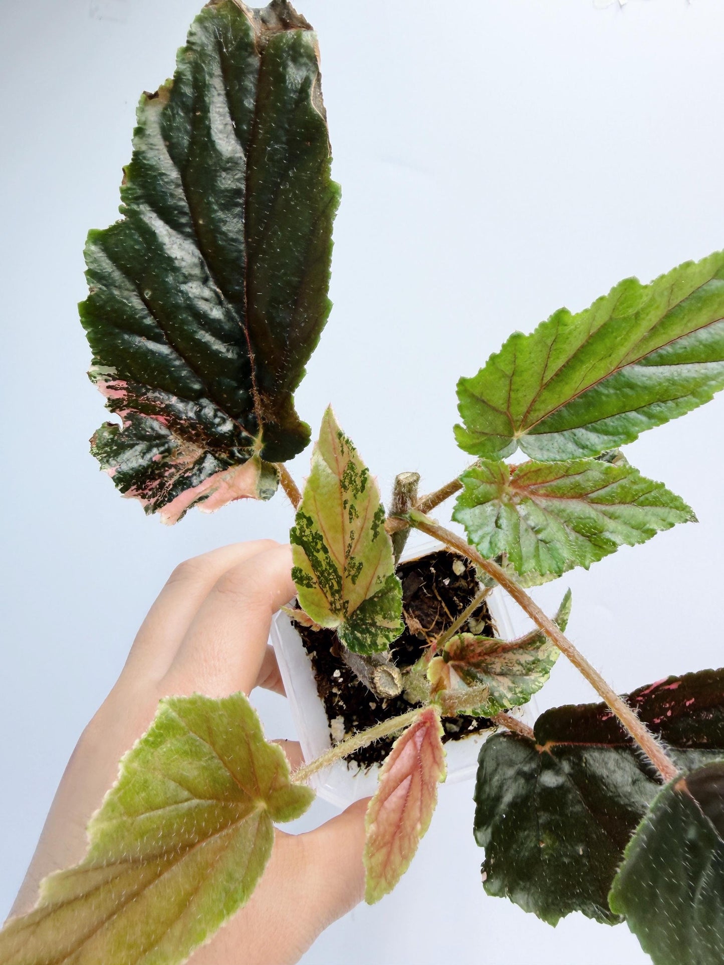 Begonia Ginny Galaxy Variegated