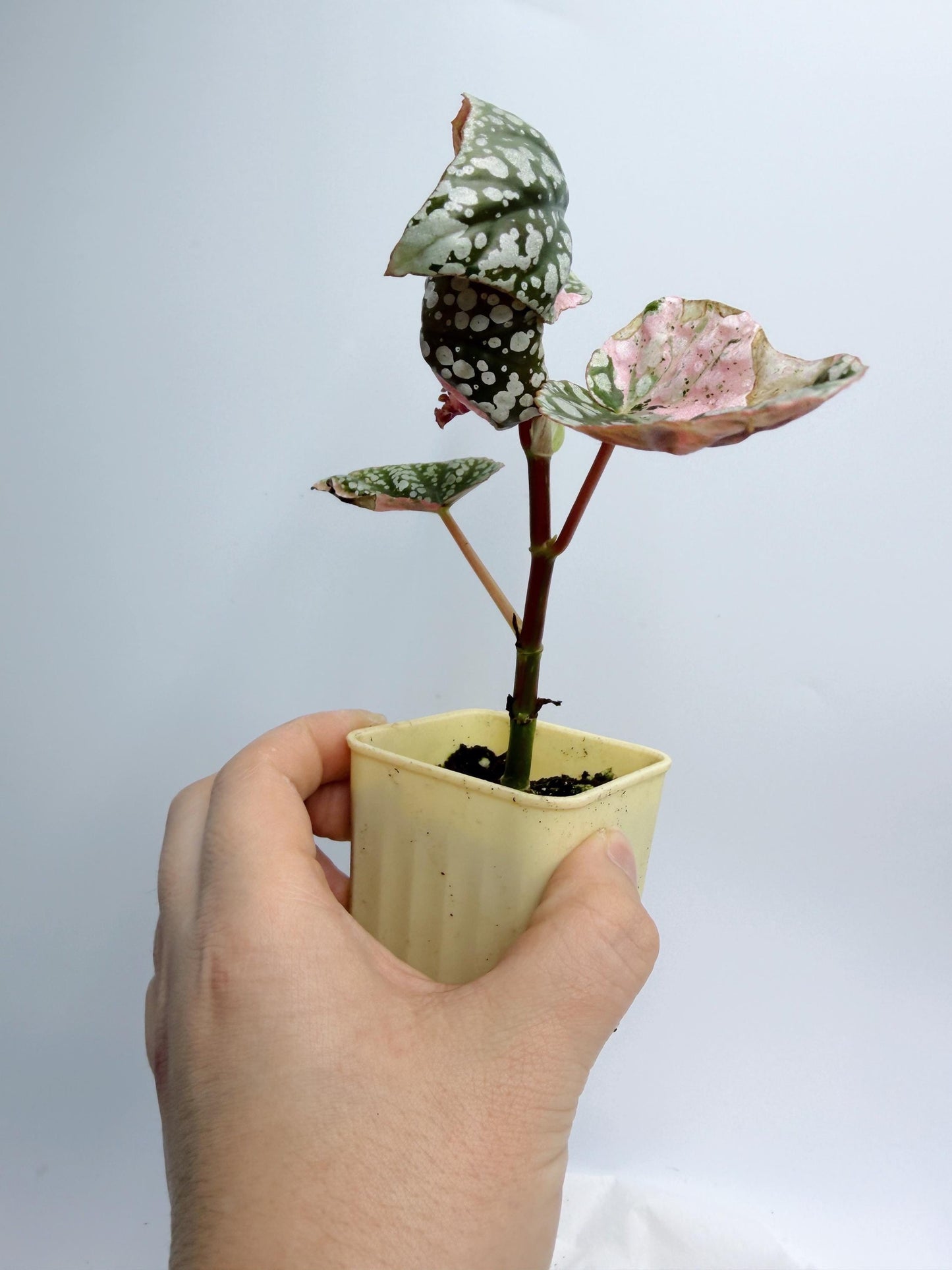 Begonia Snow Capped Variegated