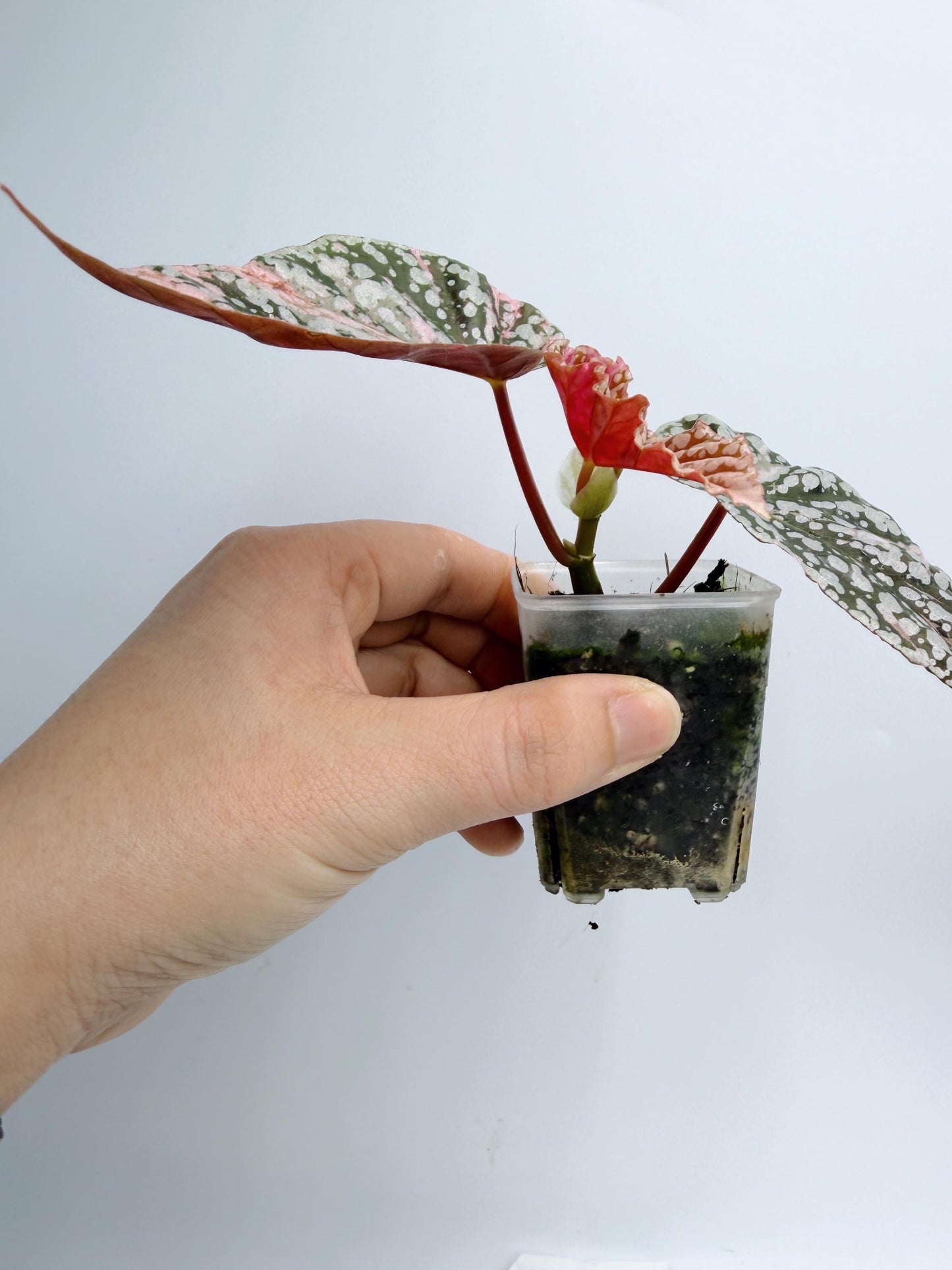 Begonia Snow Capped Variegated