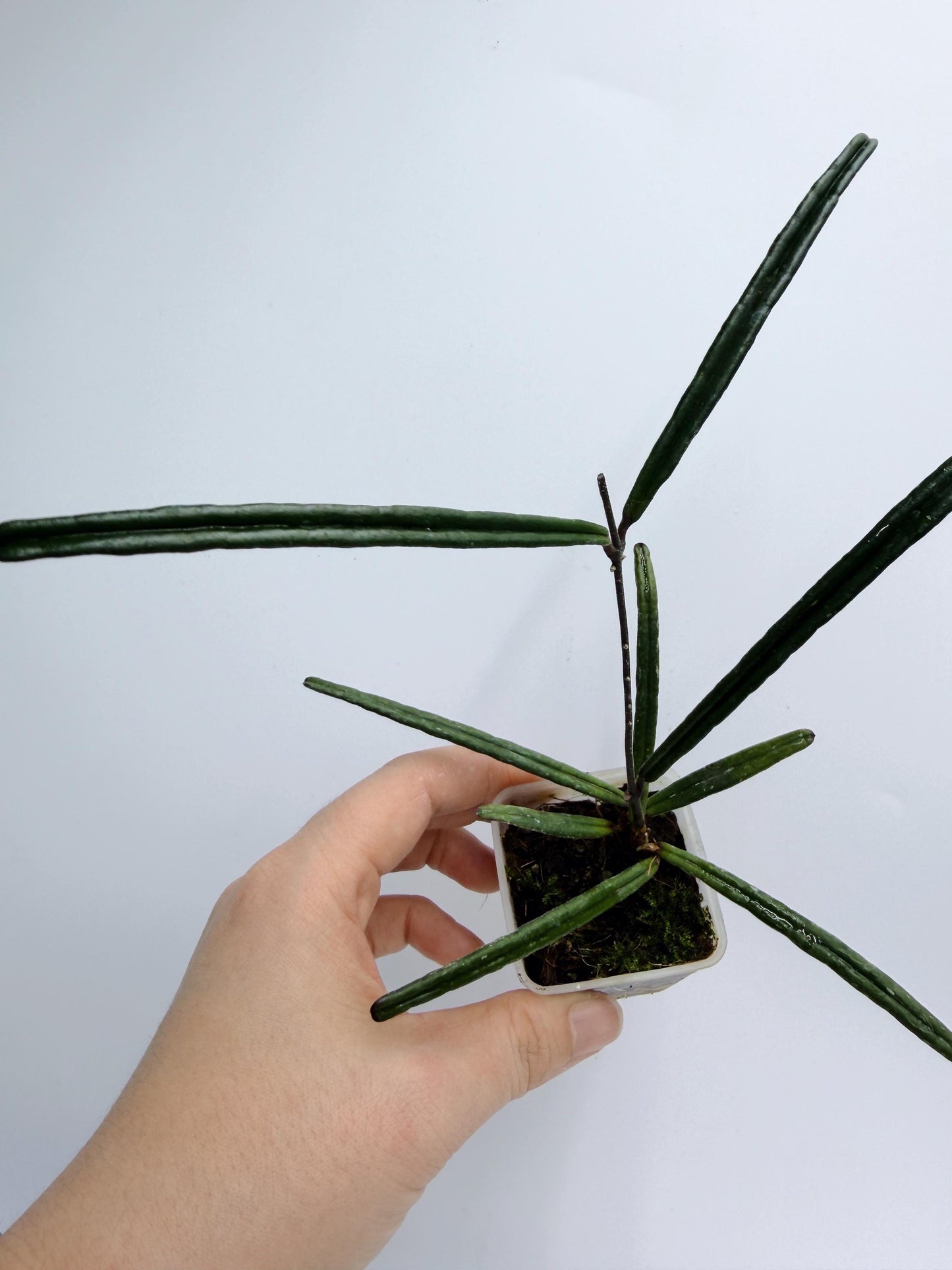 Hoya Insularis