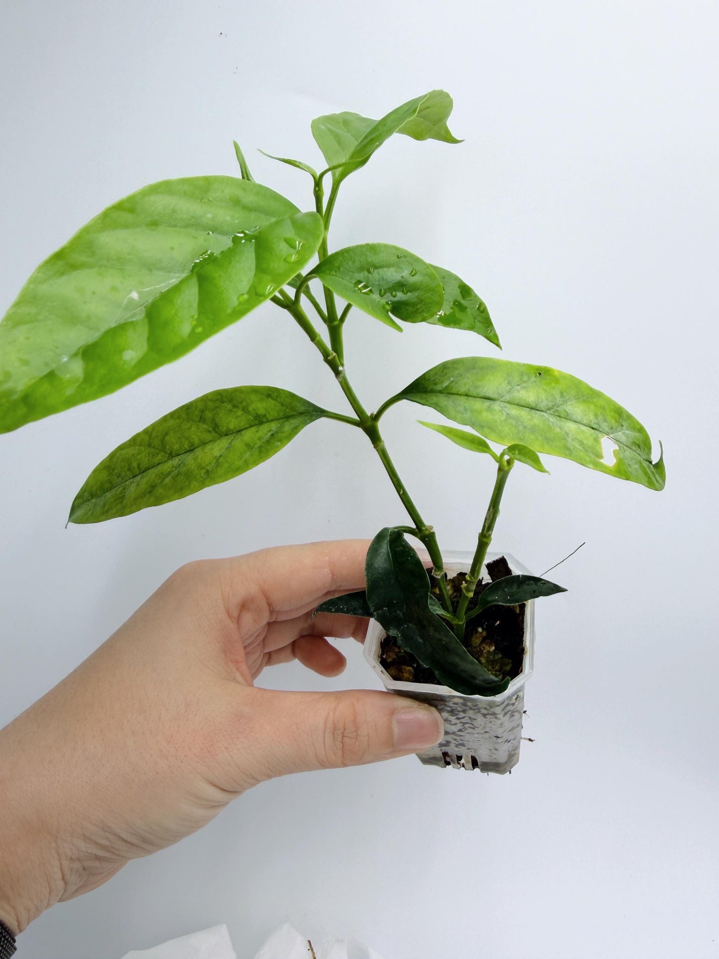 Hoya Solokensis