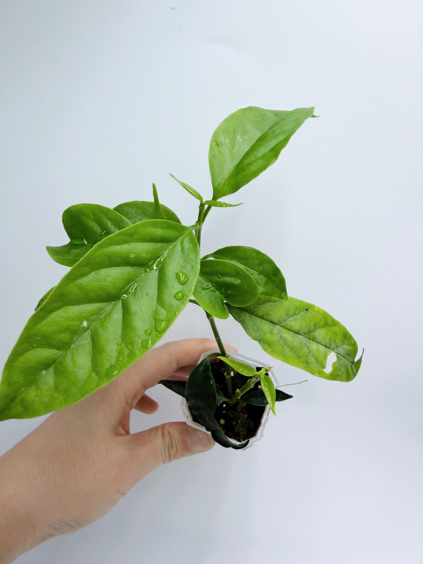 Hoya Solokensis