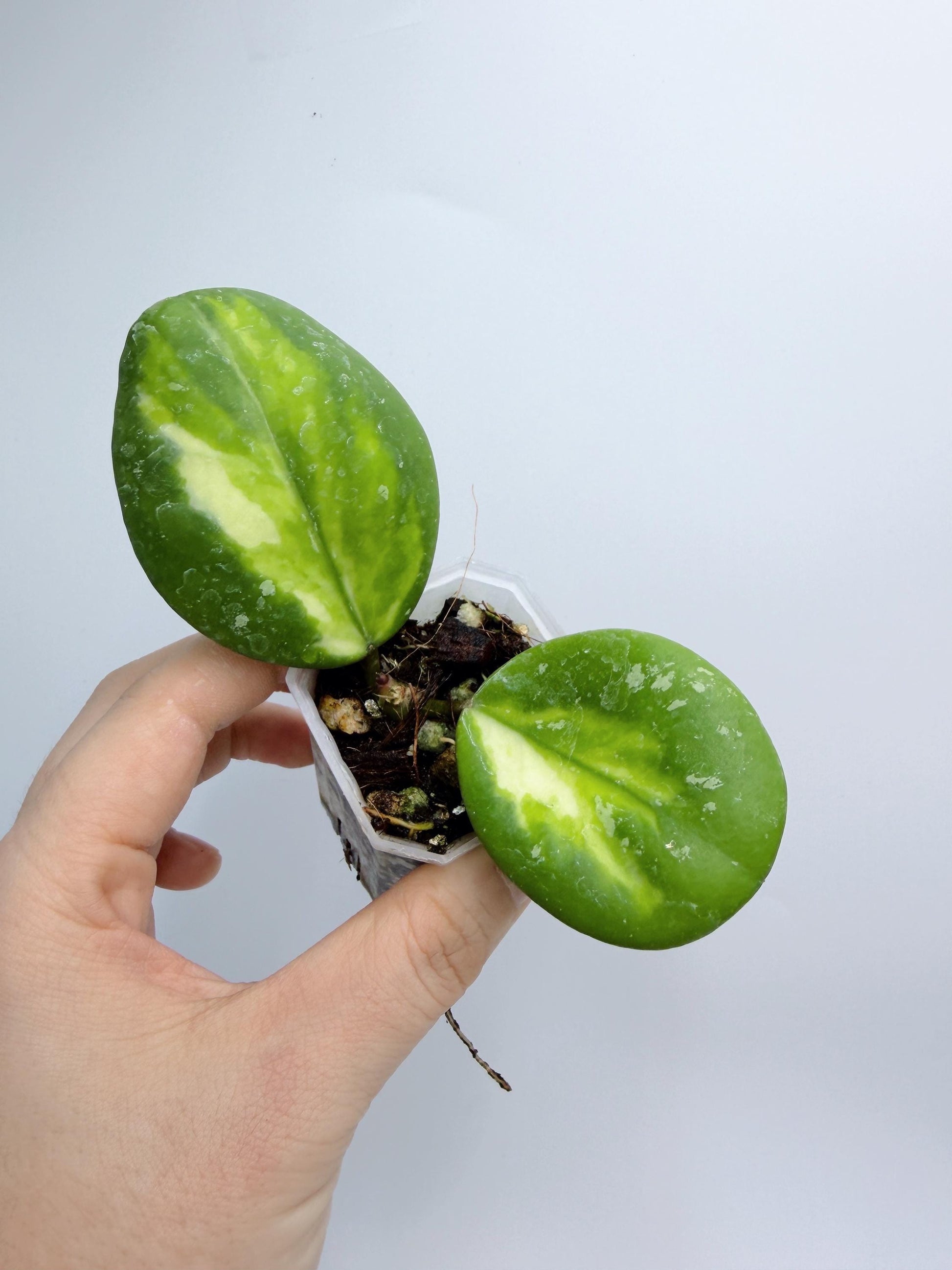 Hoya Obovata Inner Var. Splash