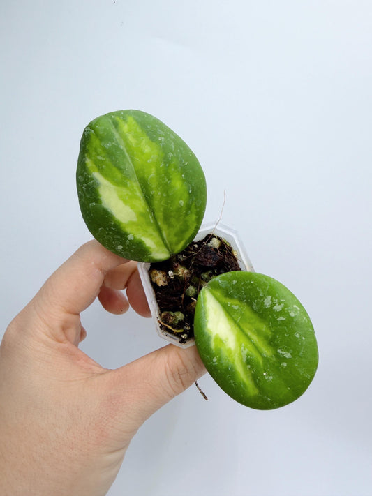 Hoya Obovata Inner Var. Splash