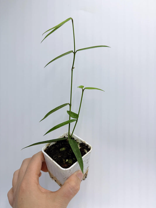 Hoya Burmanica