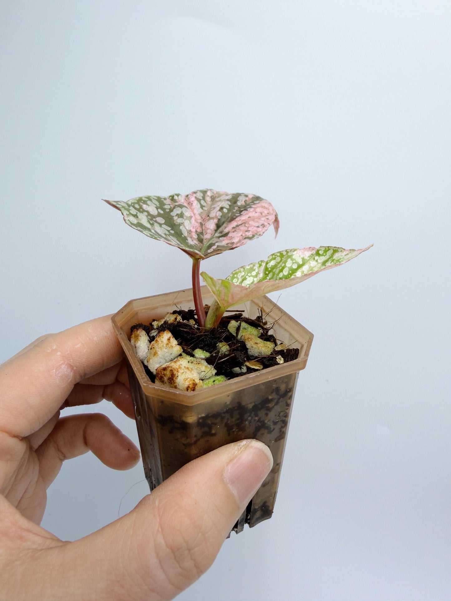 Begonia Snow Capped Variegated