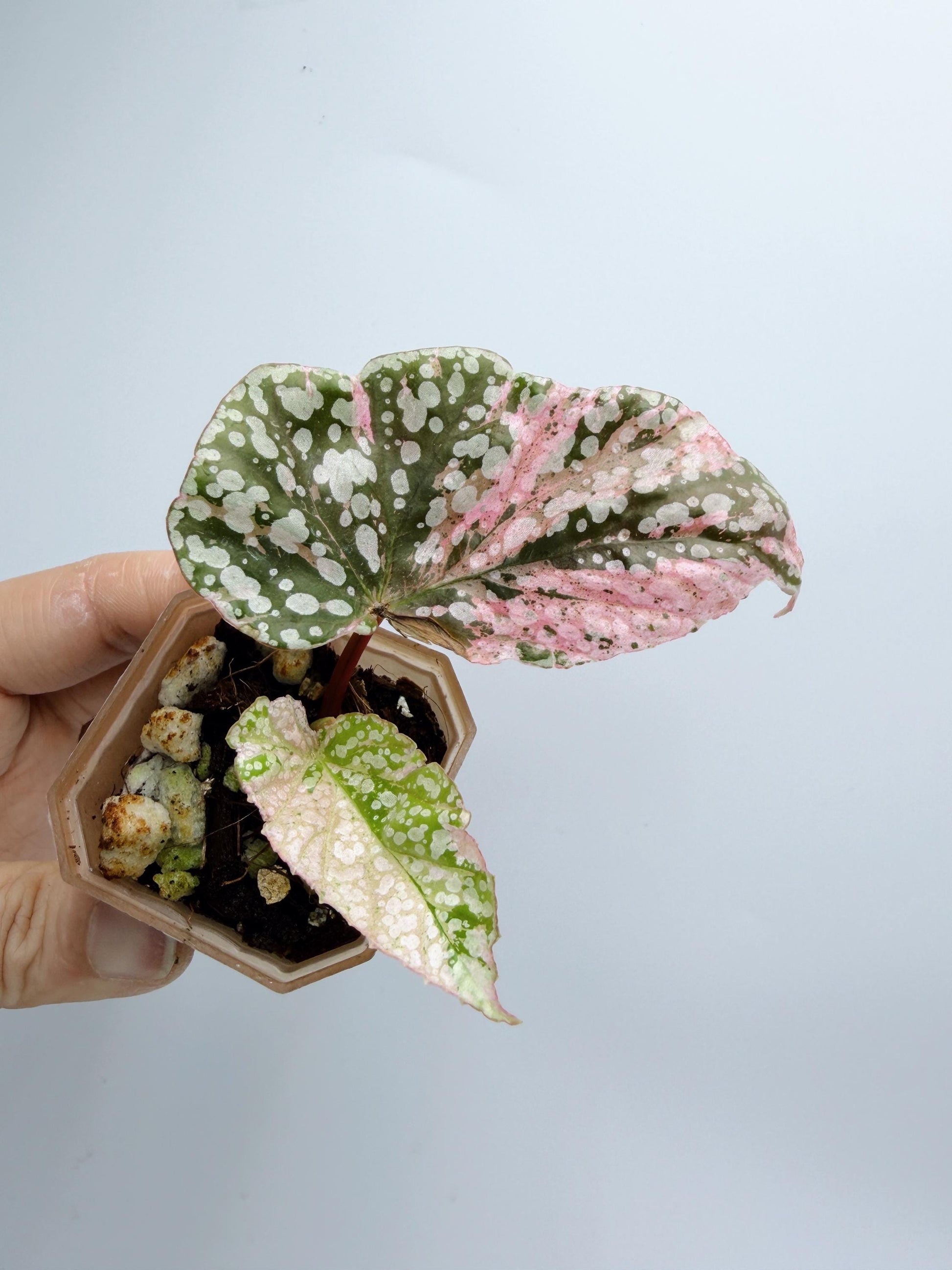 Begonia Snow Capped Variegated