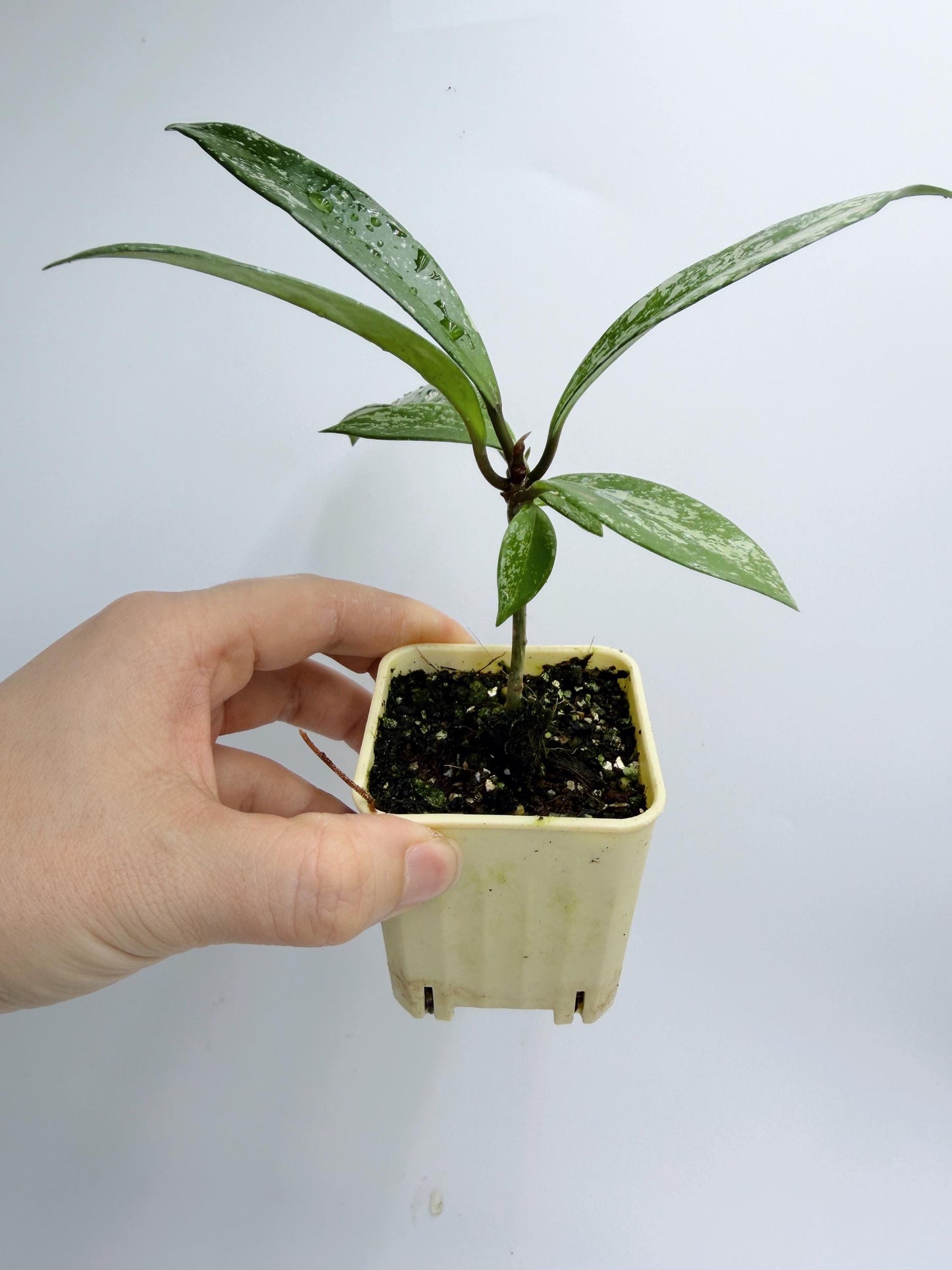 Hoya Pubicalyx Pink Silver Ghost