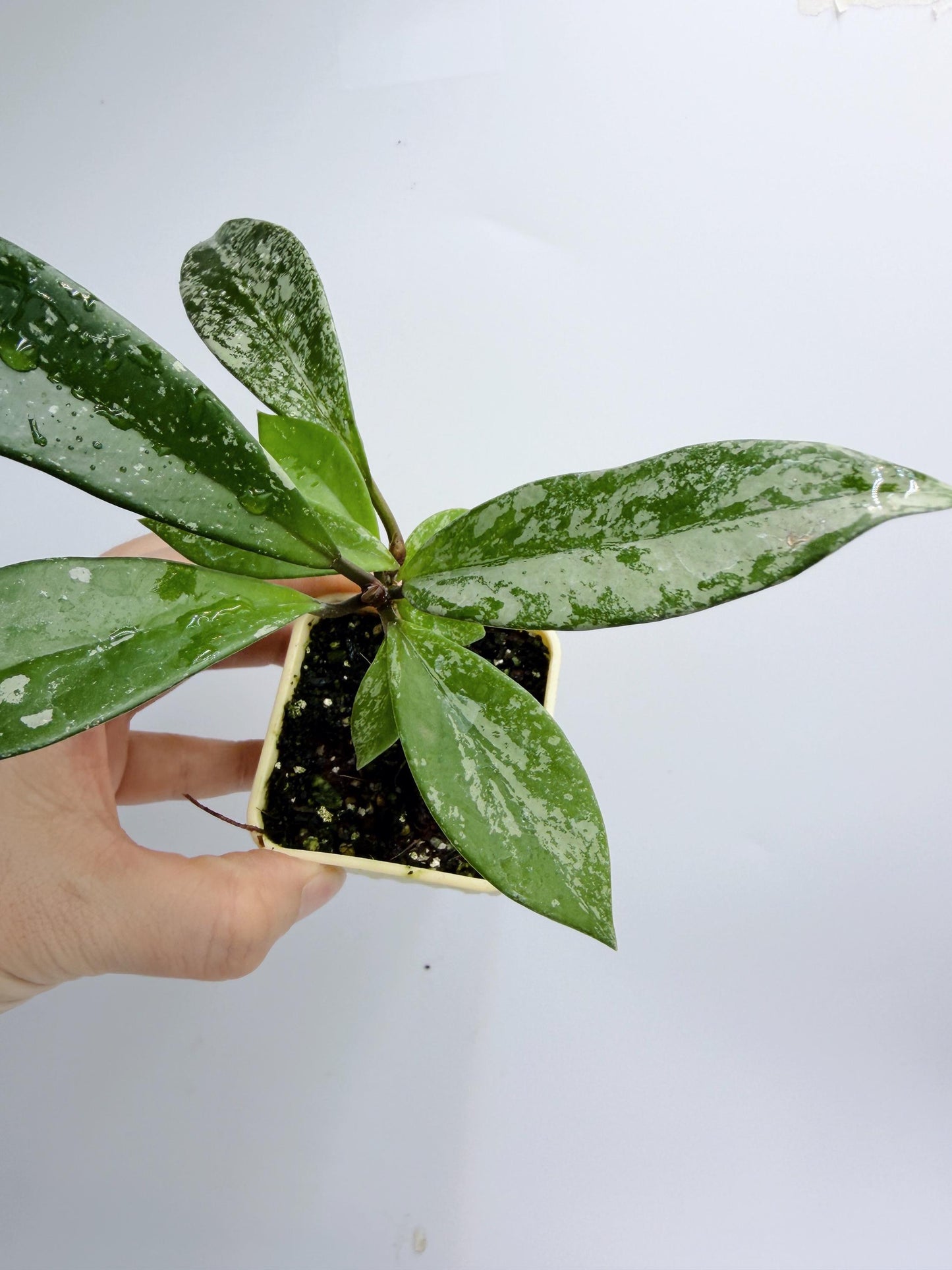 Hoya Pubicalyx Pink Silver Ghost