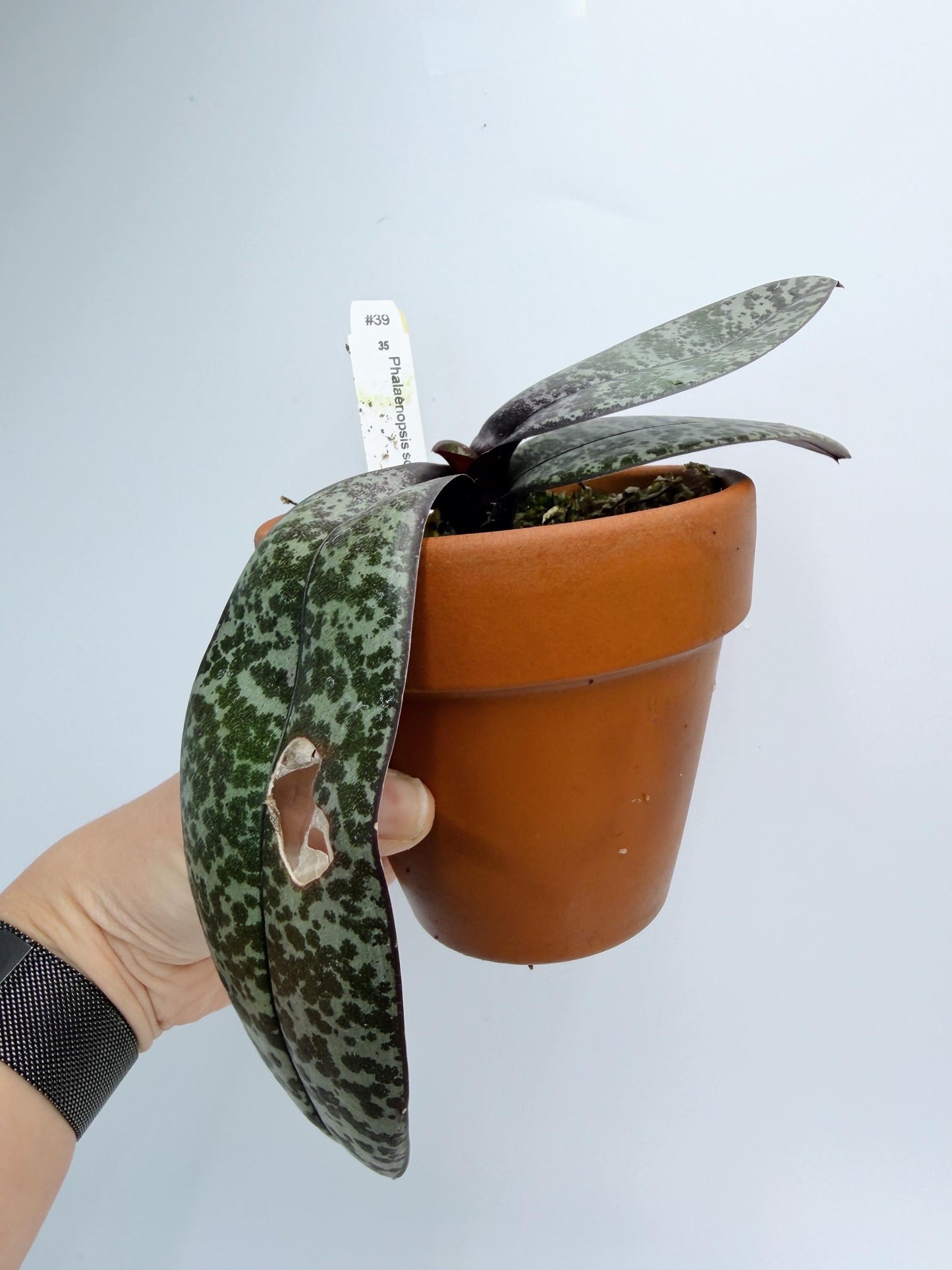 Phalaenopsis Schilleriana