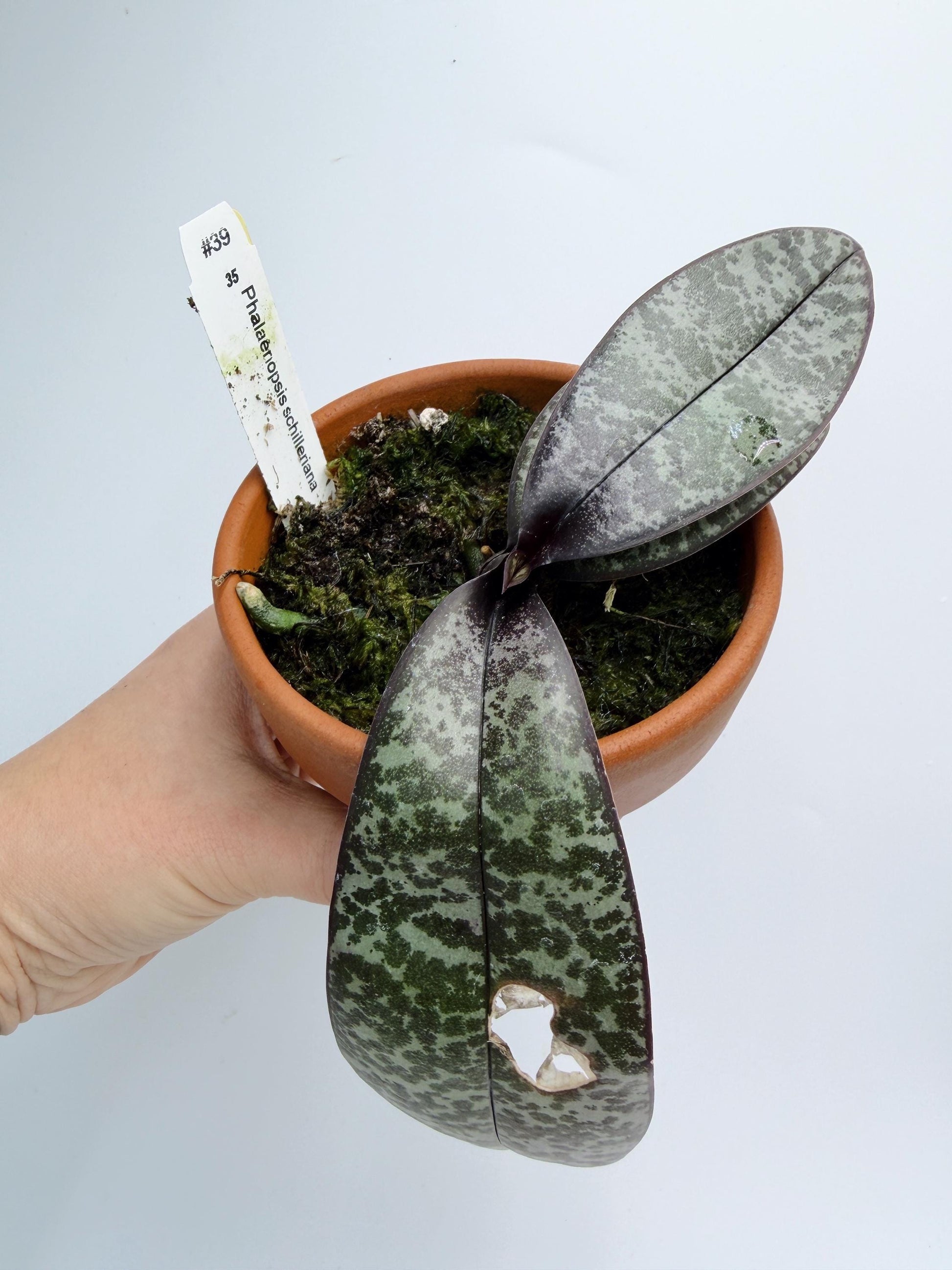 Phalaenopsis Schilleriana