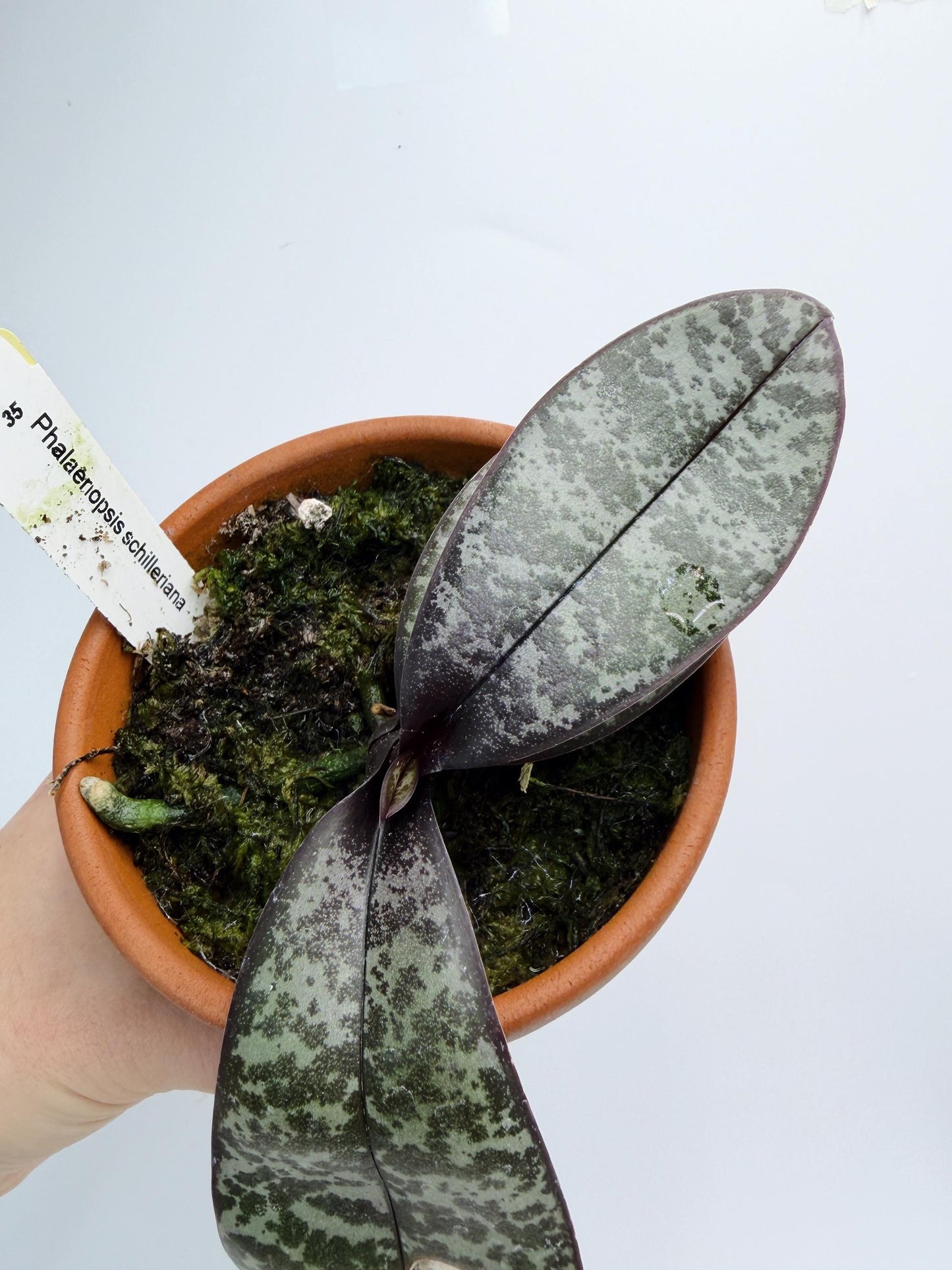 Phalaenopsis Schilleriana