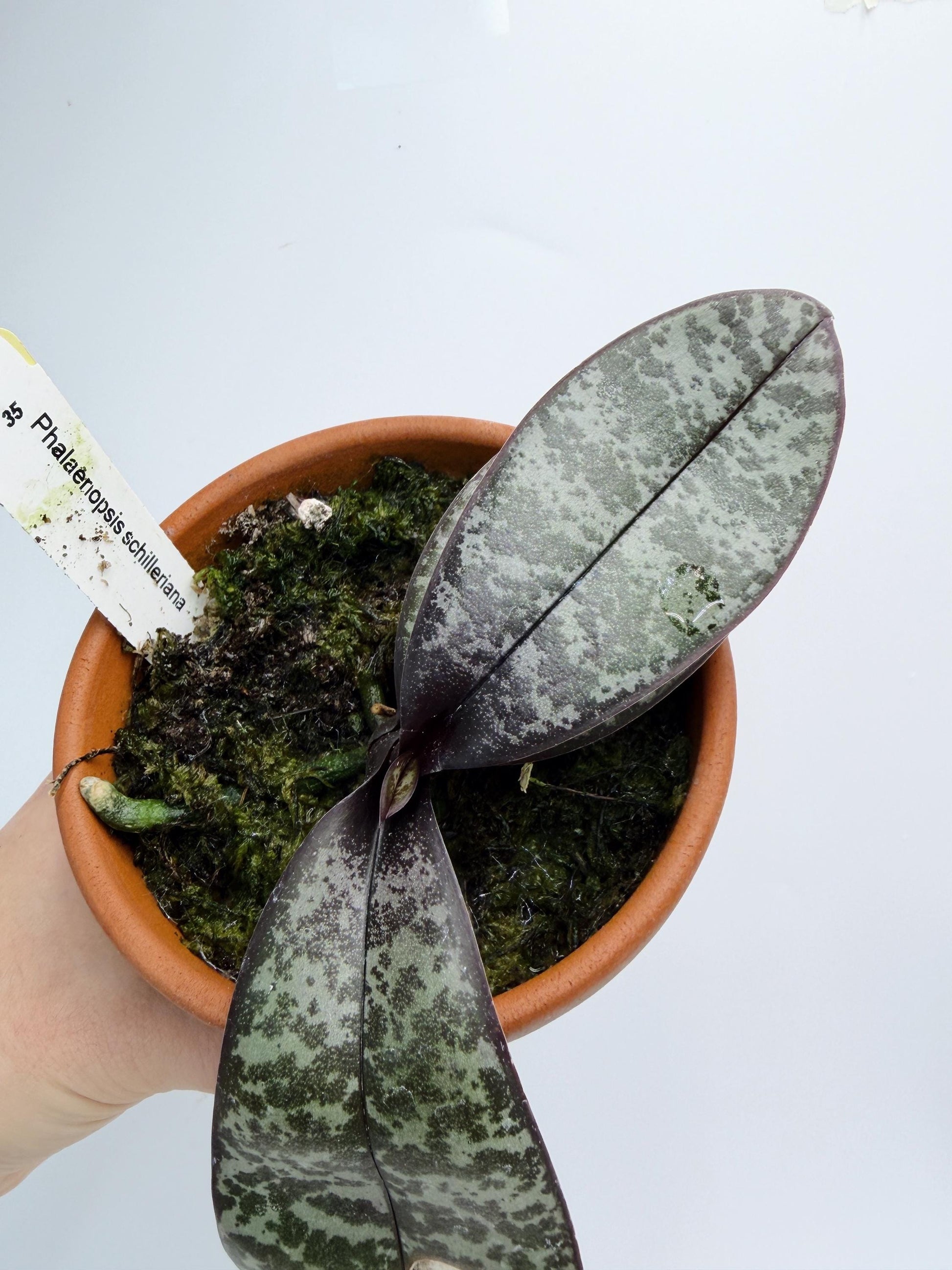 Phalaenopsis Schilleriana