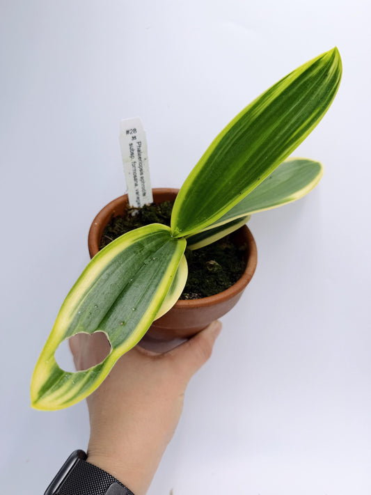 Phalaenopsis aphrodite subsp. formosana, variegated