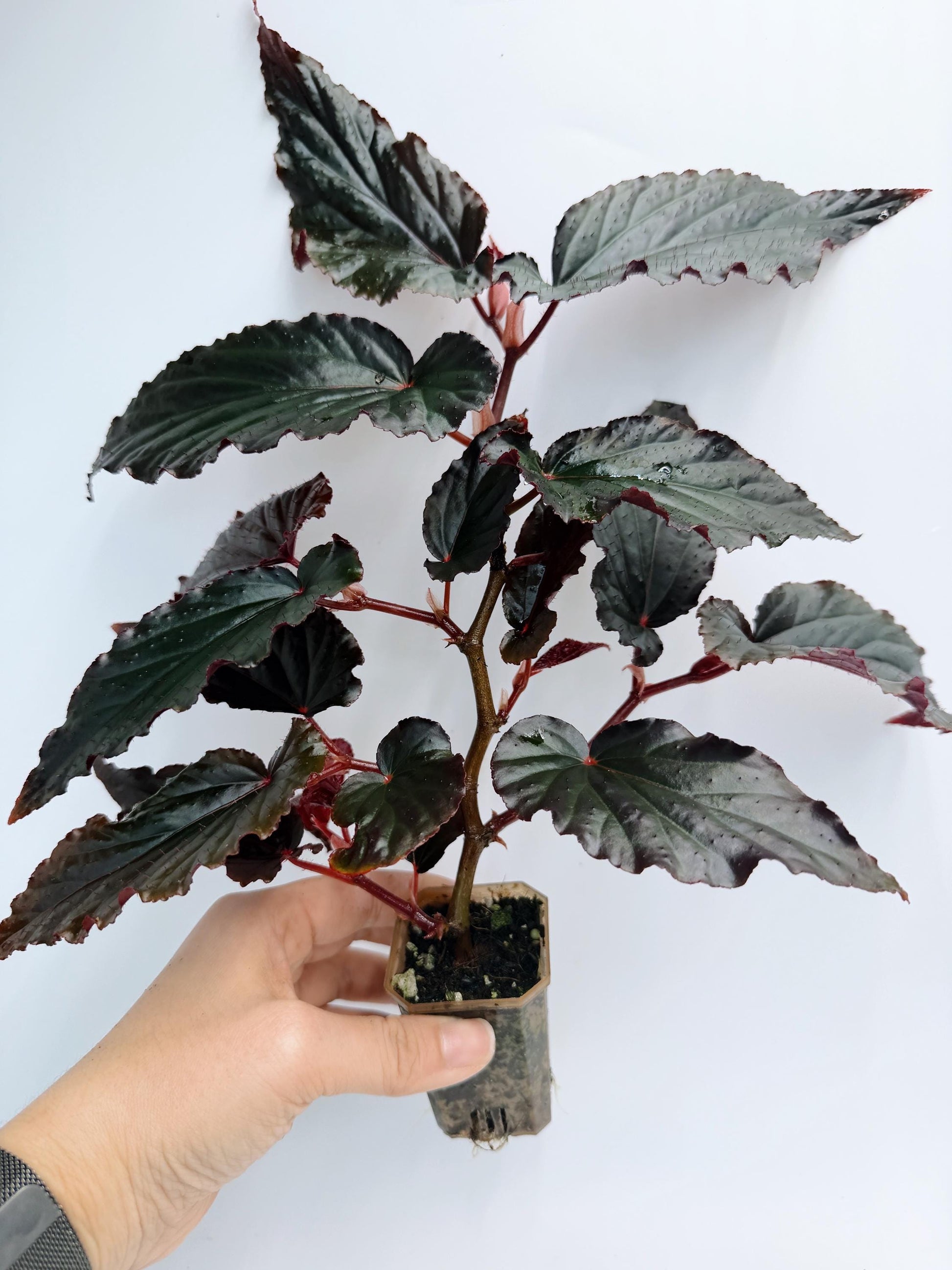 Begonia Rex Black Magic