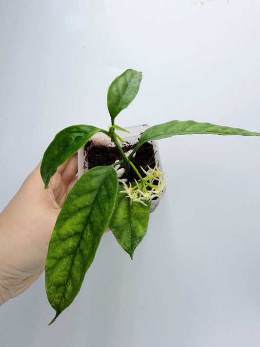 Hoya Solokensis