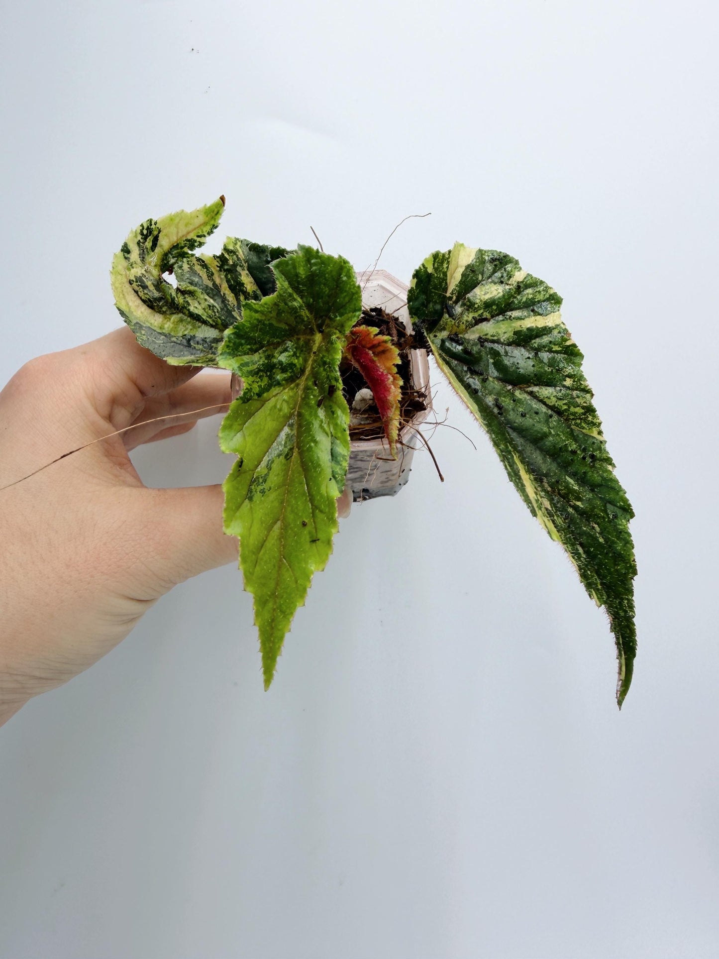 Begonia Ginny Galaxy Variegated