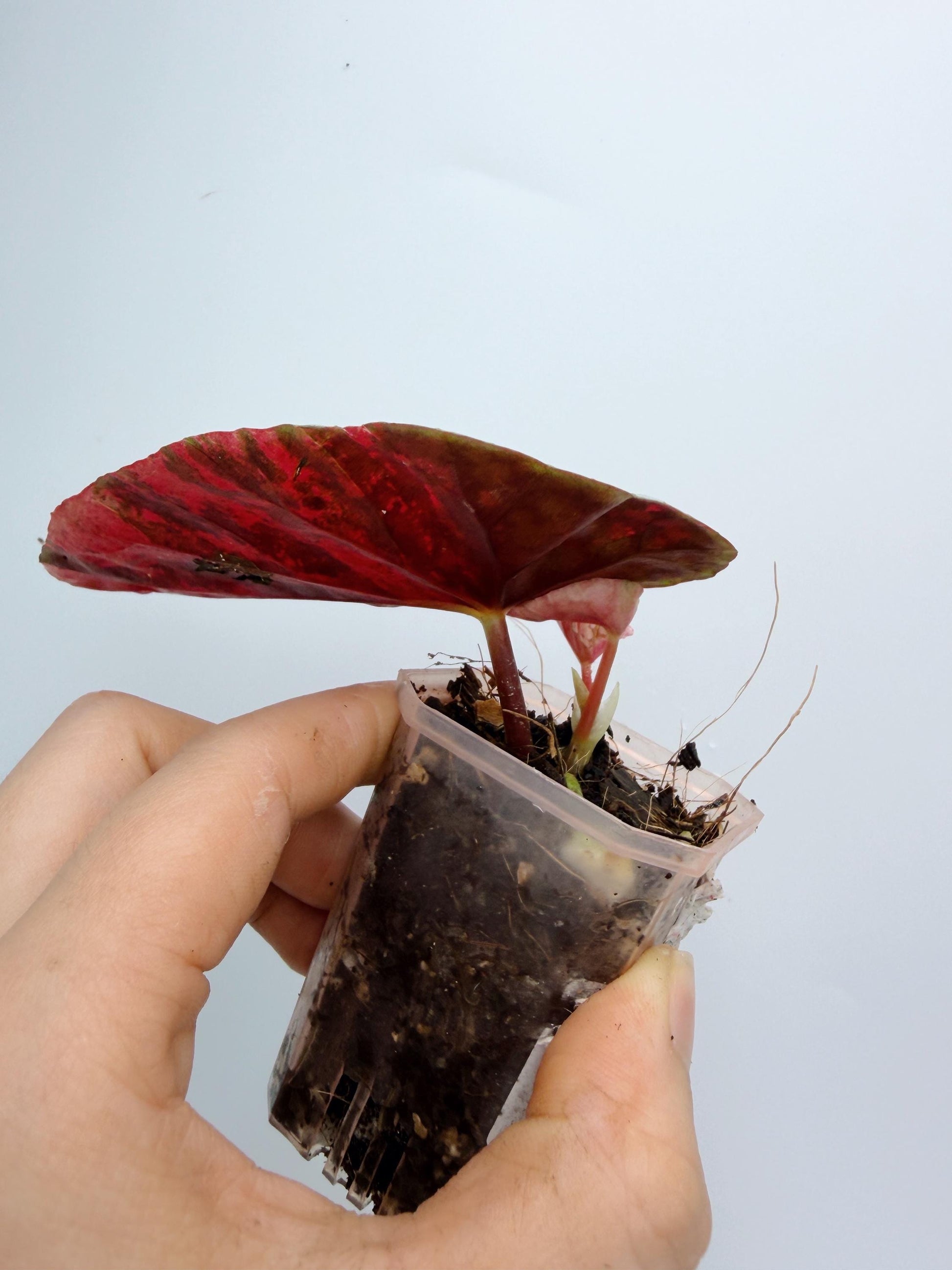 Begonia Snow Capped Variegated