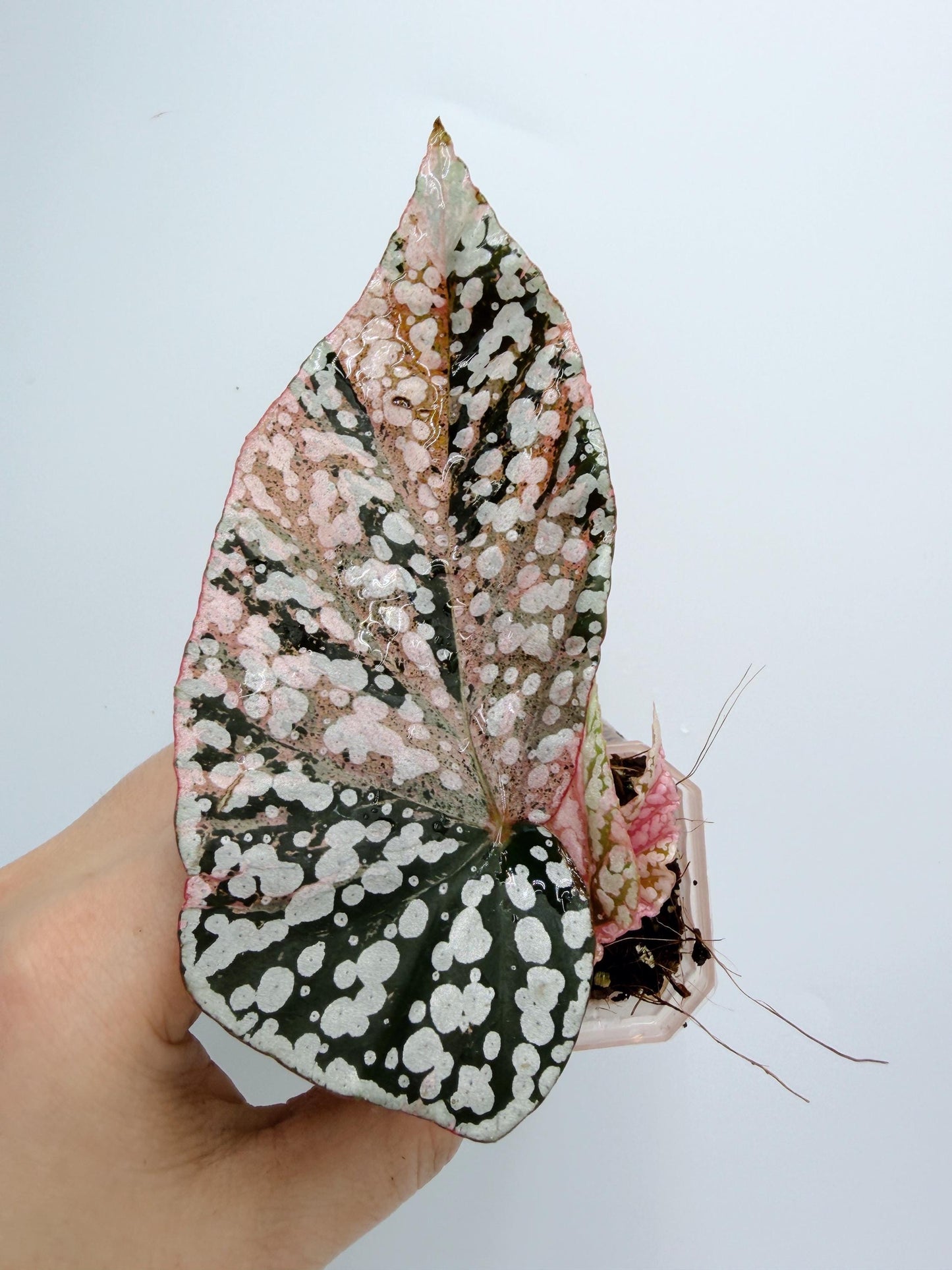Begonia Snow Capped Variegated