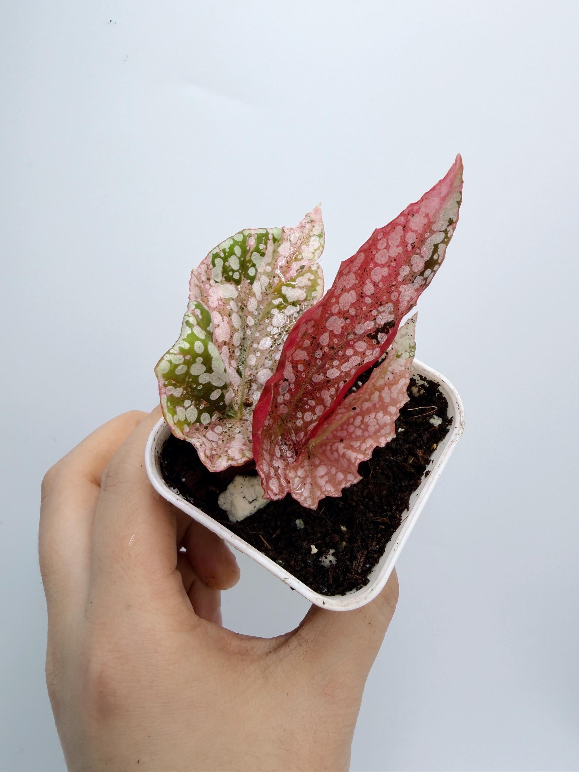 Begonia Snow Capped Variegated