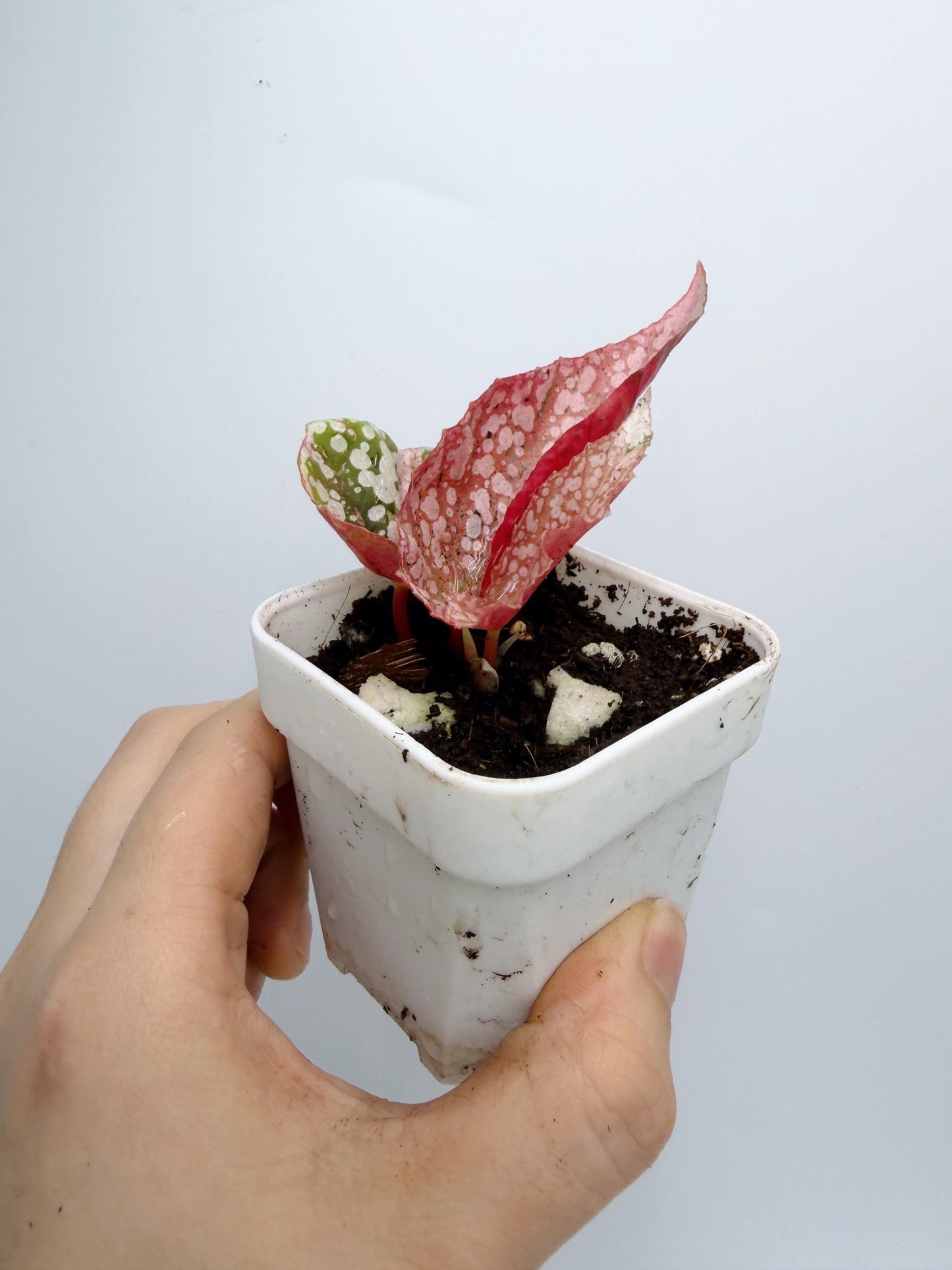 Begonia Snow Capped Variegated