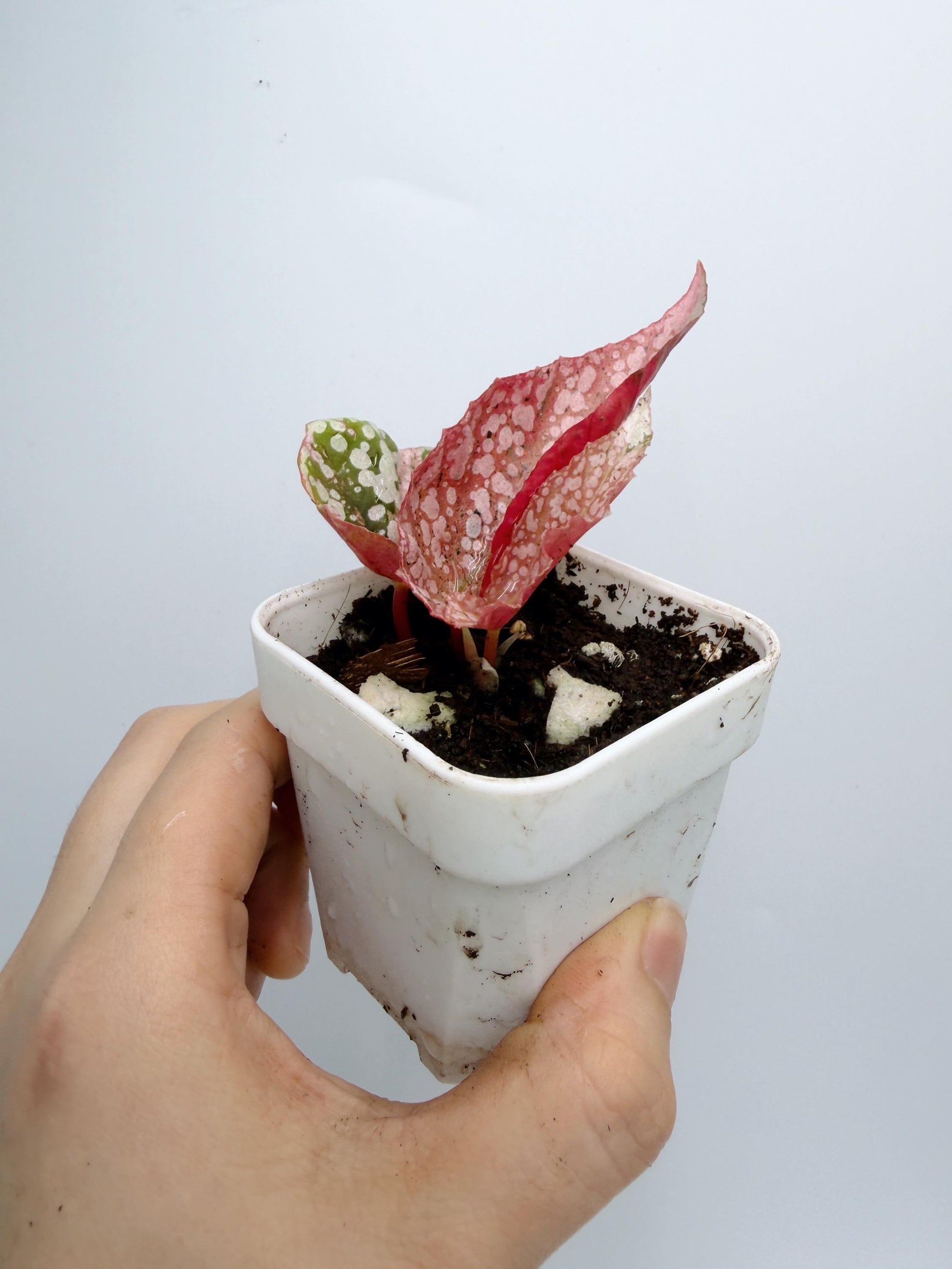 Begonia Snow Capped Variegated