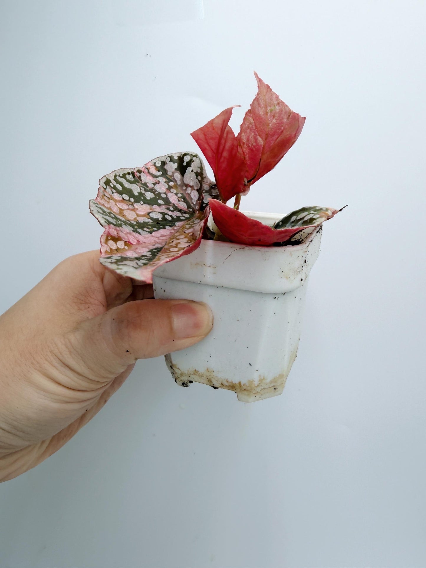Begonia Snow Capped Variegated