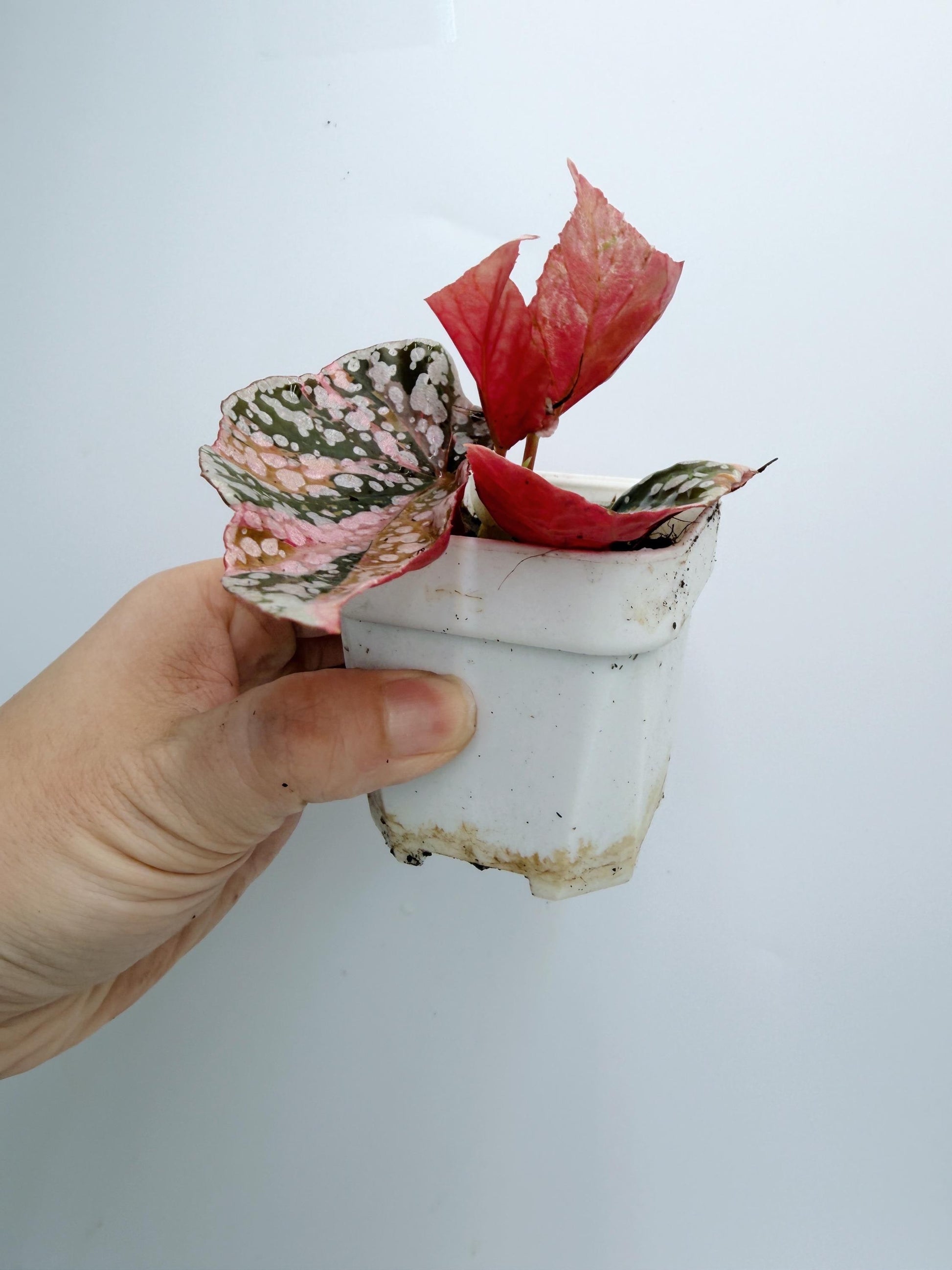 Begonia Snow Capped Variegated
