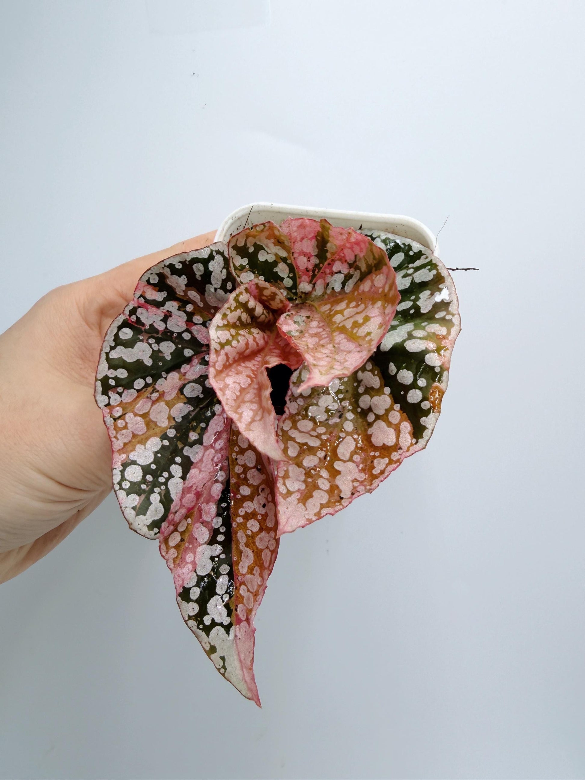 Begonia Snow Capped Variegated