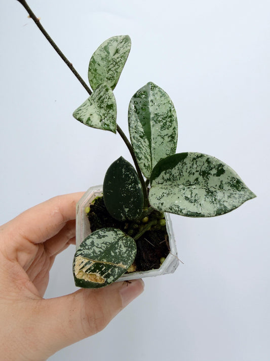 Hoya Mathilde Splash