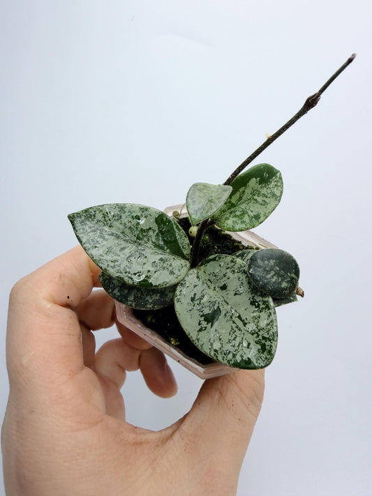 Hoya Mathilde Splash