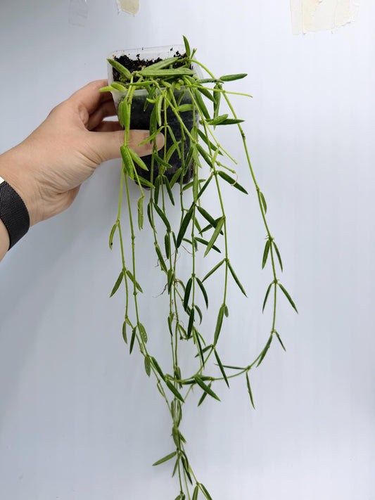 Hoya Linearis