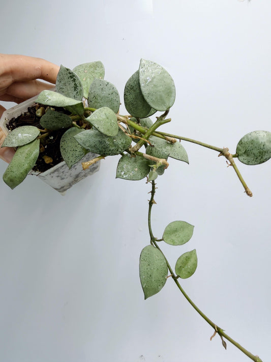 Hoya Lacunosa Silver Mint Coin