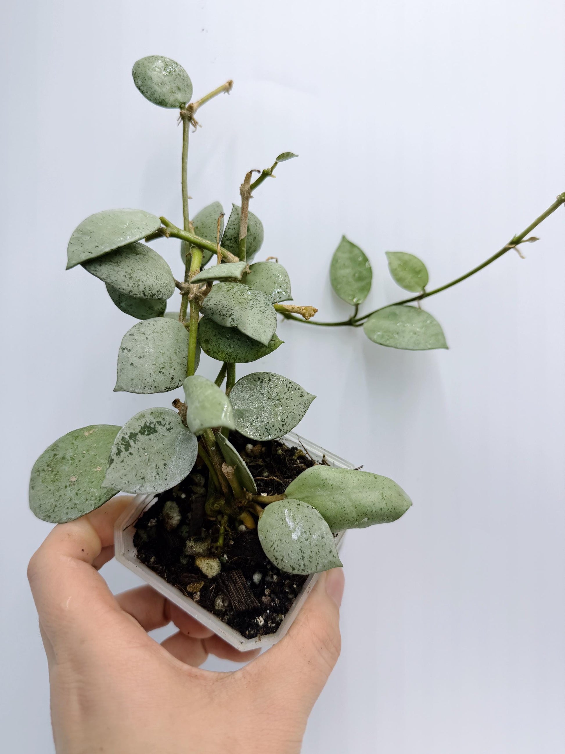 Hoya Lacunosa Silver Mint Coin