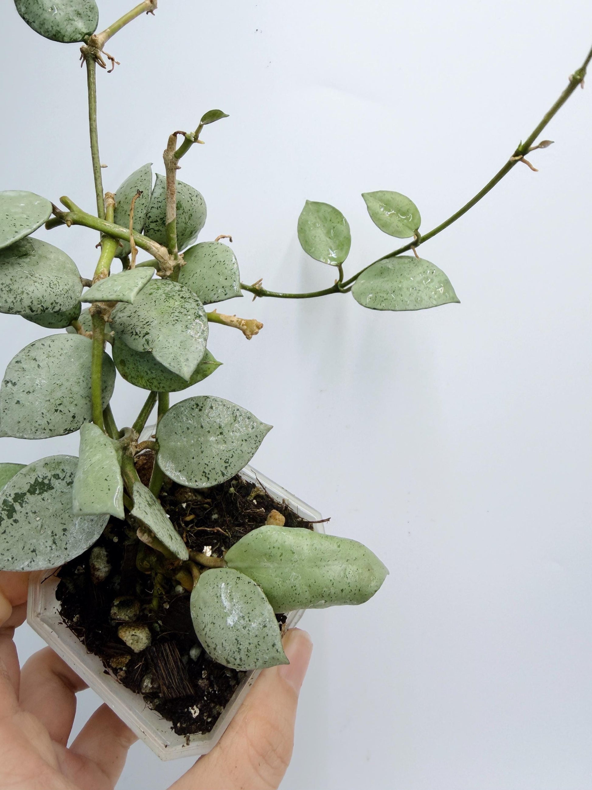 Hoya Lacunosa Silver Mint Coin