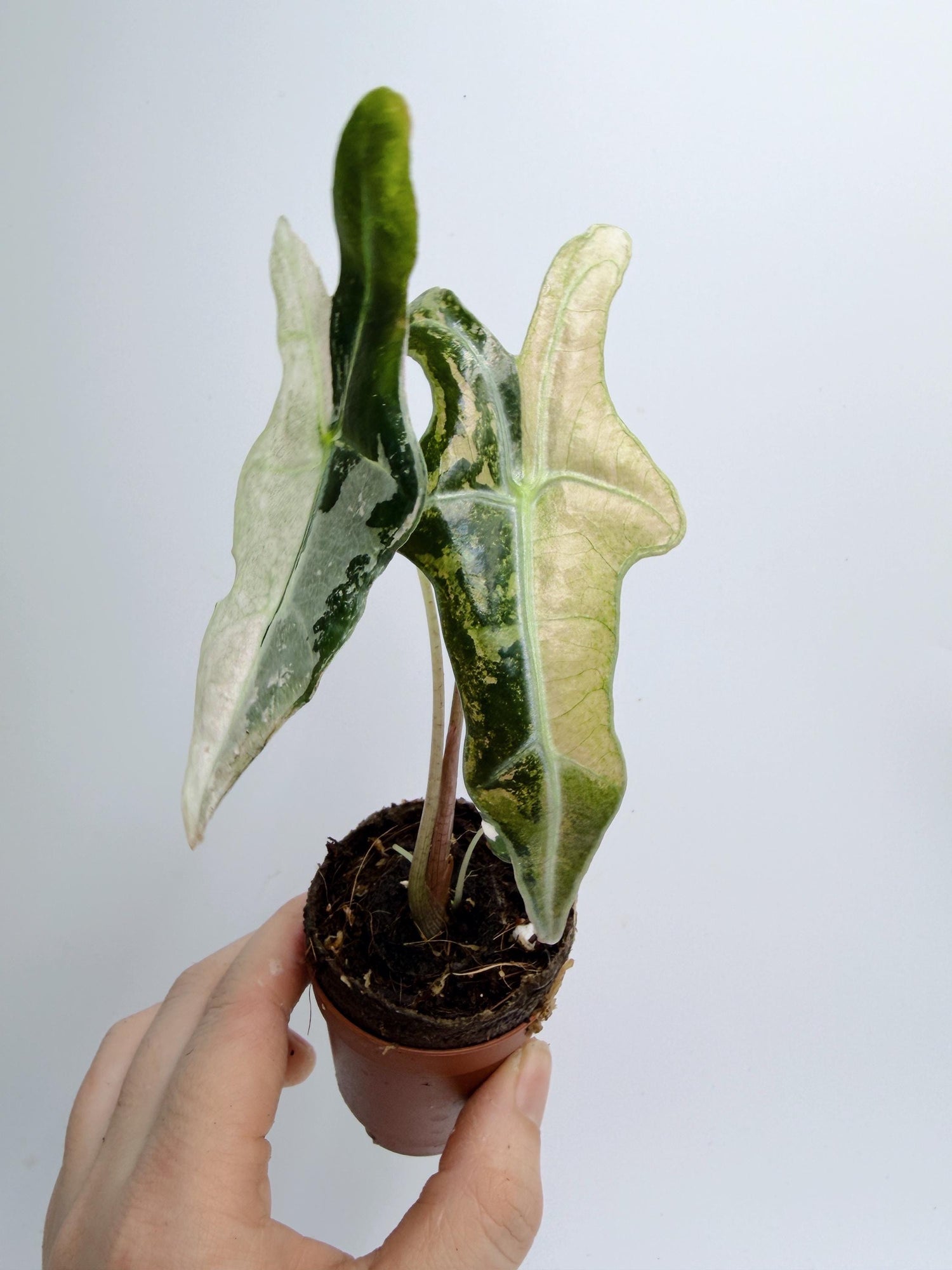 Alocasia Nobilis Pink