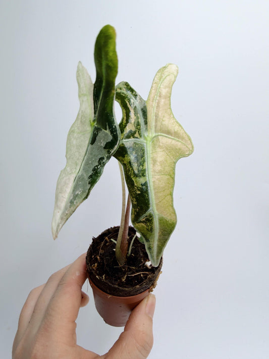 Alocasia Nobilis Pink
