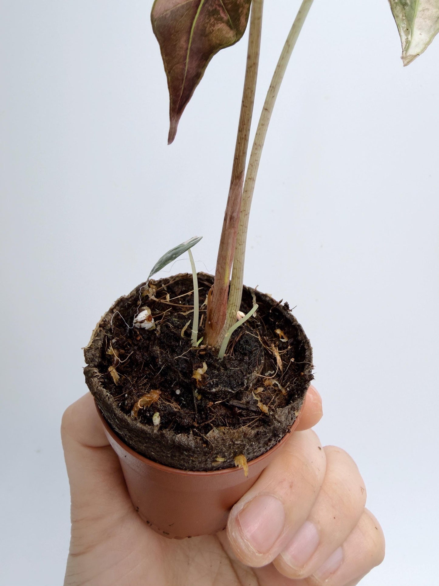 Alocasia Nobilis Pink
