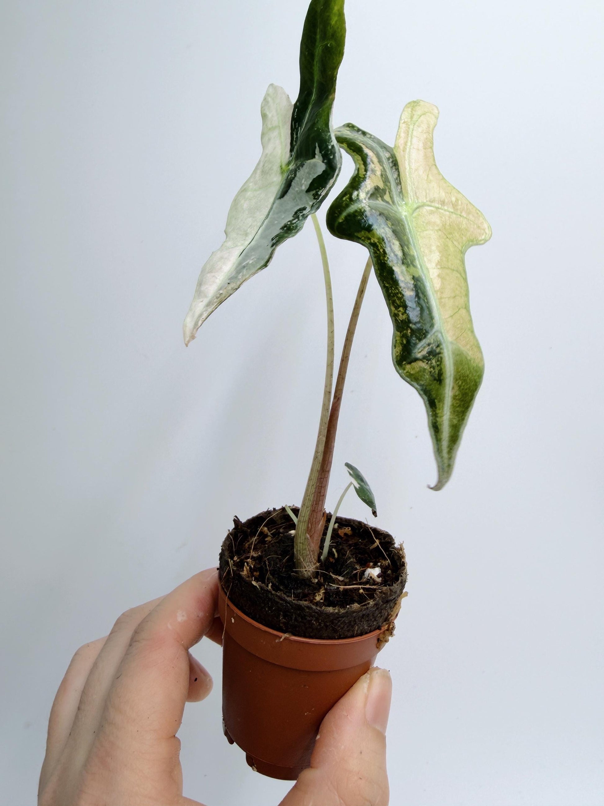 Alocasia Nobilis Pink