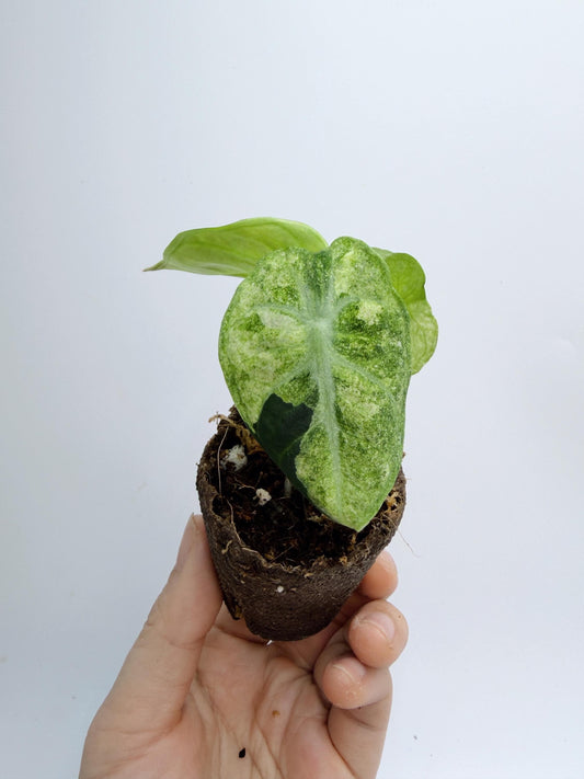 Alocasia Ninja Mint