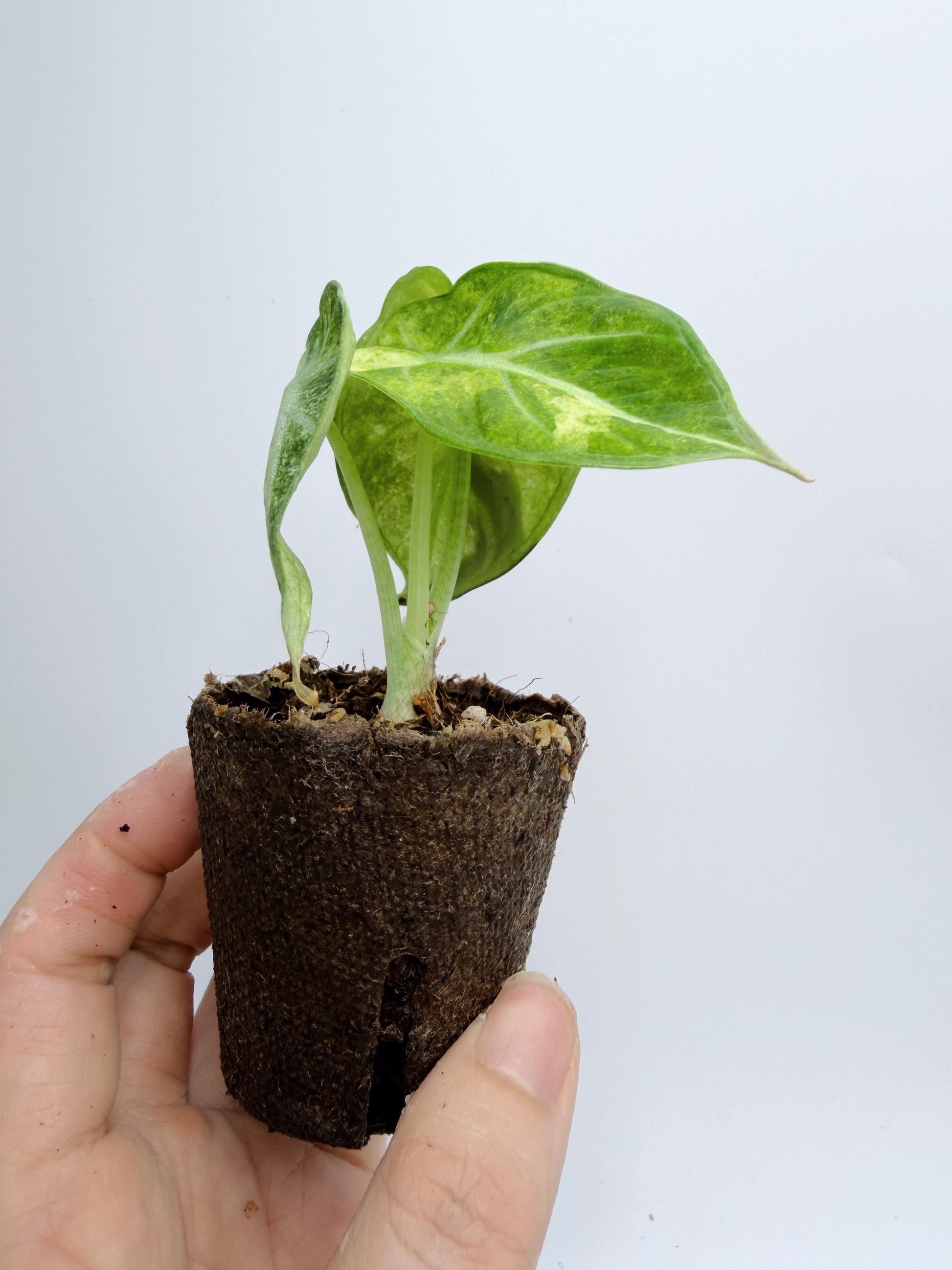 Alocasia Ninja Mint