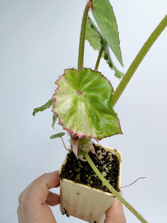 Begonia Rouge Variegated
