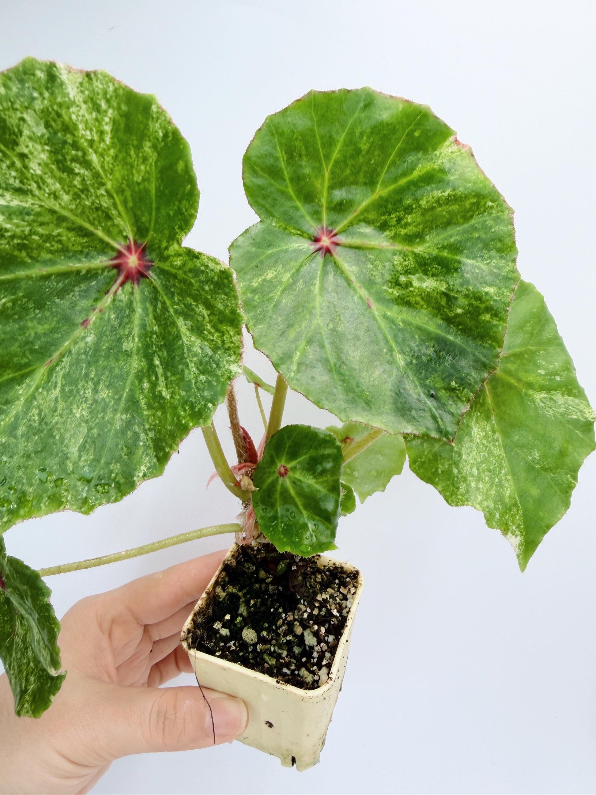 Begonia Rouge Variegated
