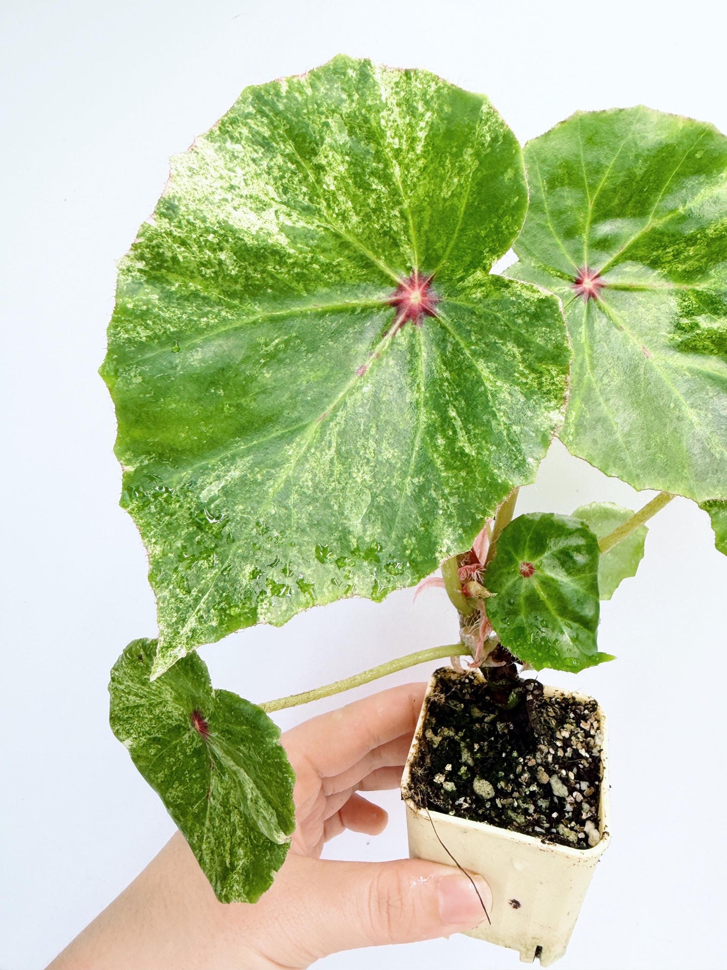 Begonia Rouge Variegated