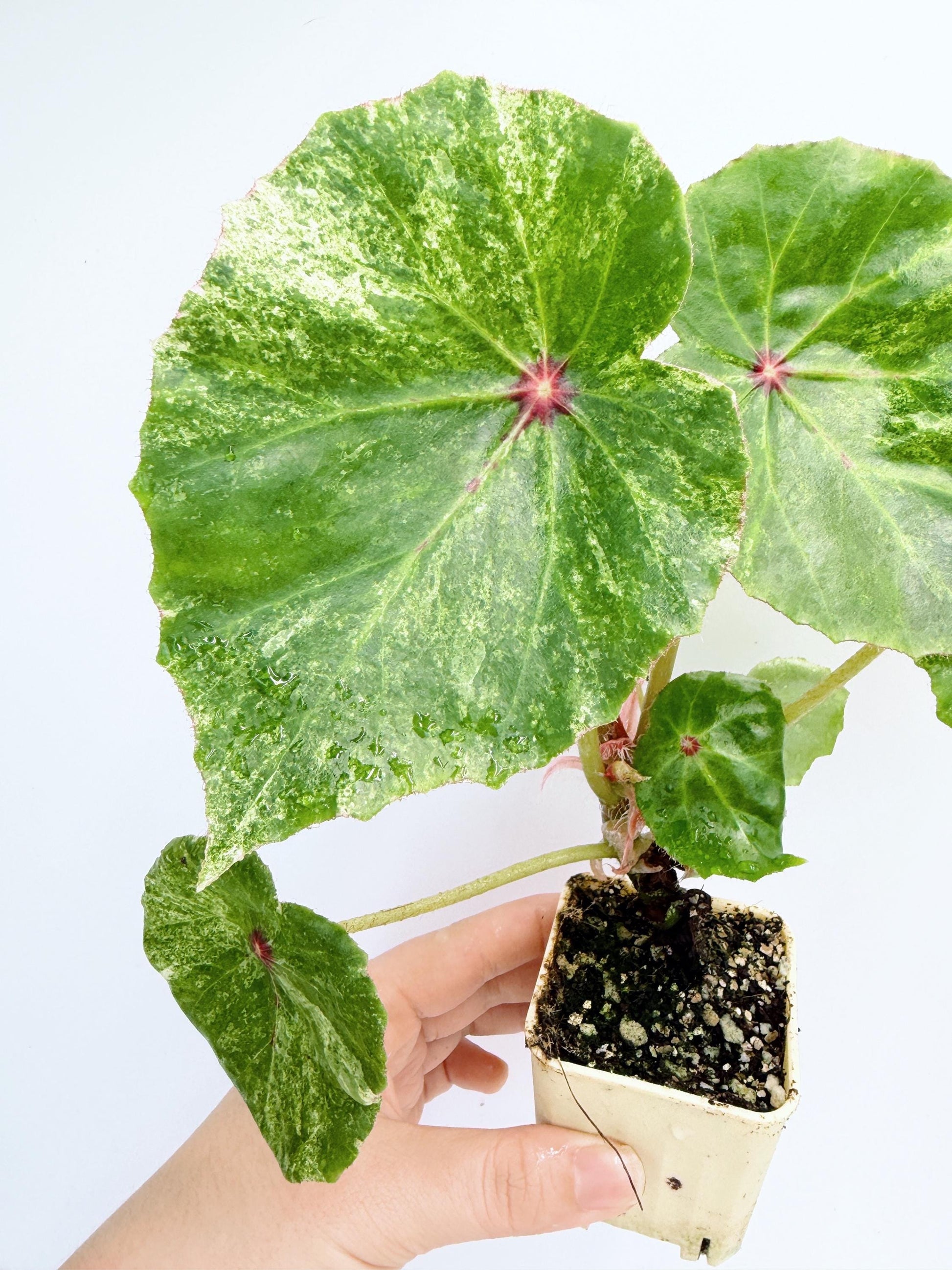 Begonia Rouge Variegated