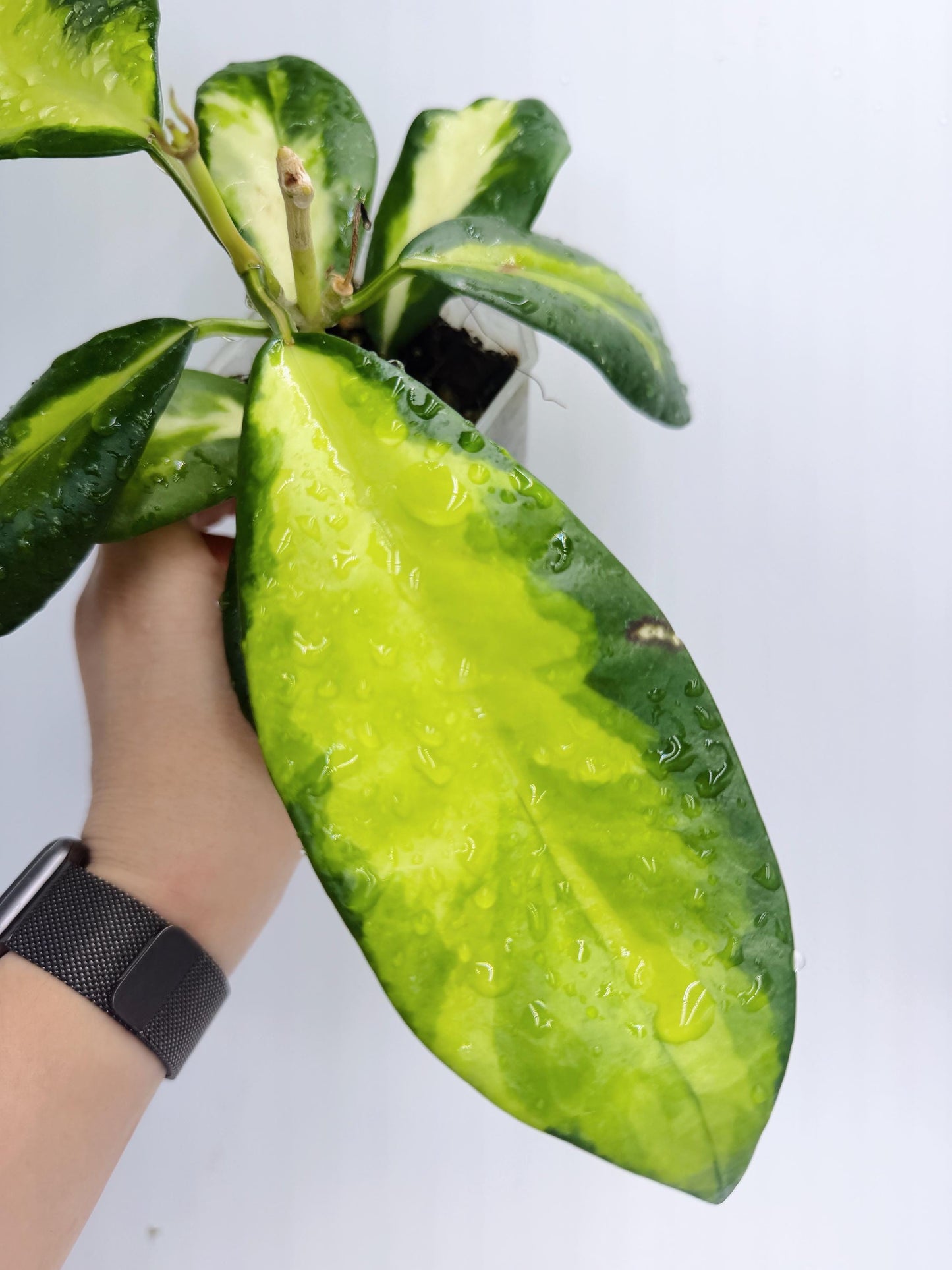 Hoya Diversifolia Maharani Variegata