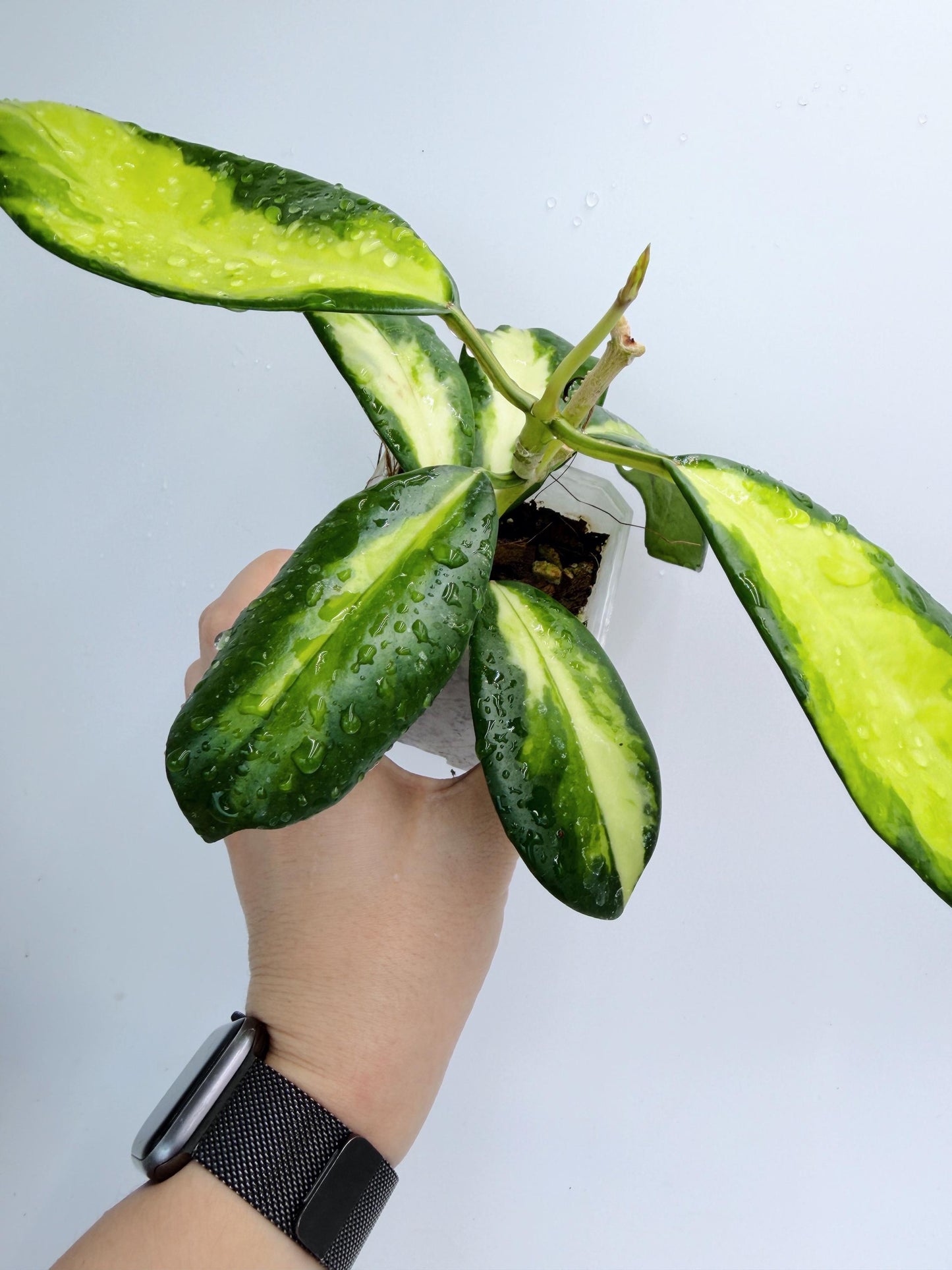 Hoya Diversifolia Maharani Variegata